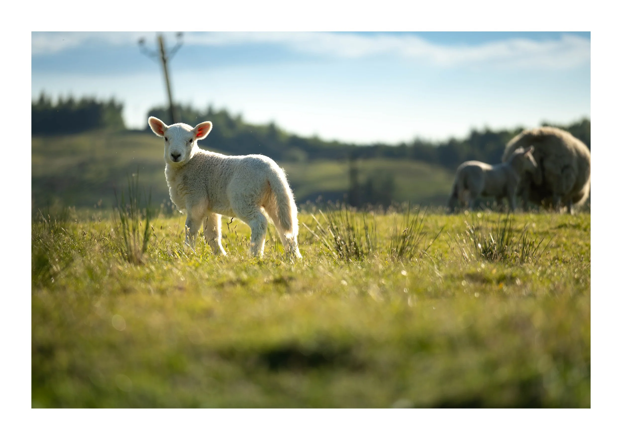 lambs-2-print.jpg