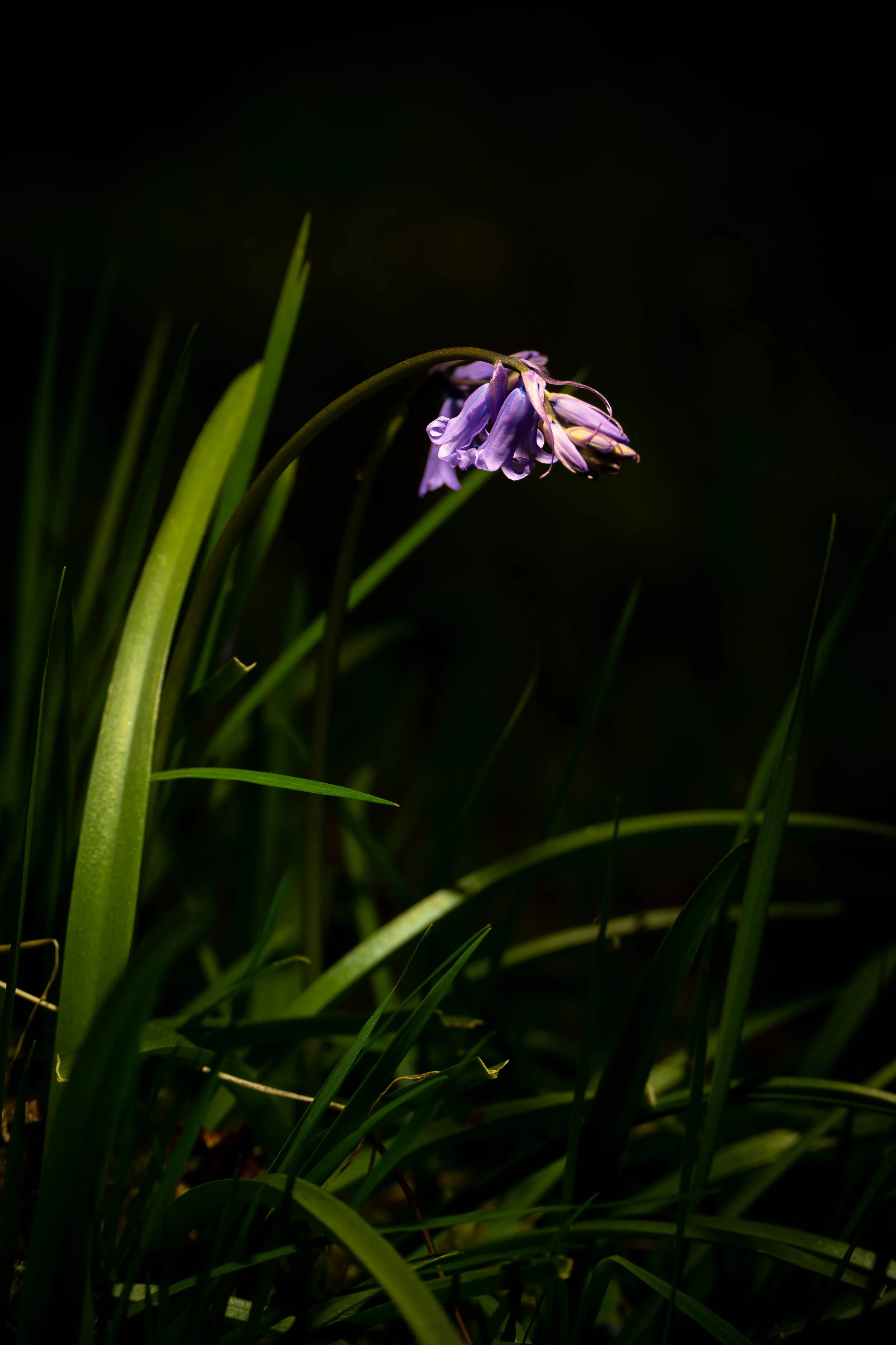 A single purple flower with drooping petals blooming among long green grass blades against a dark background.