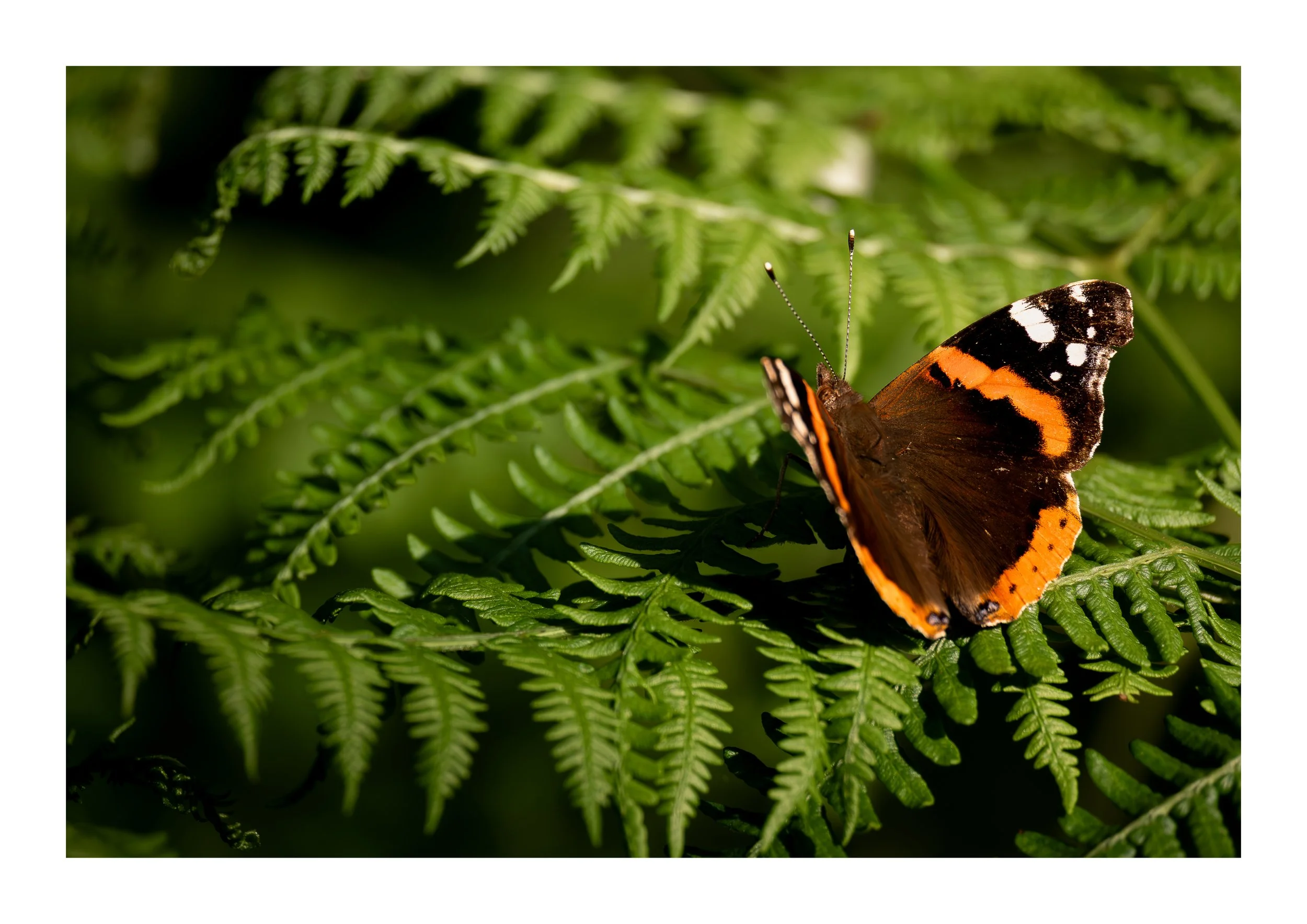 A picture of a red admiral butterfly