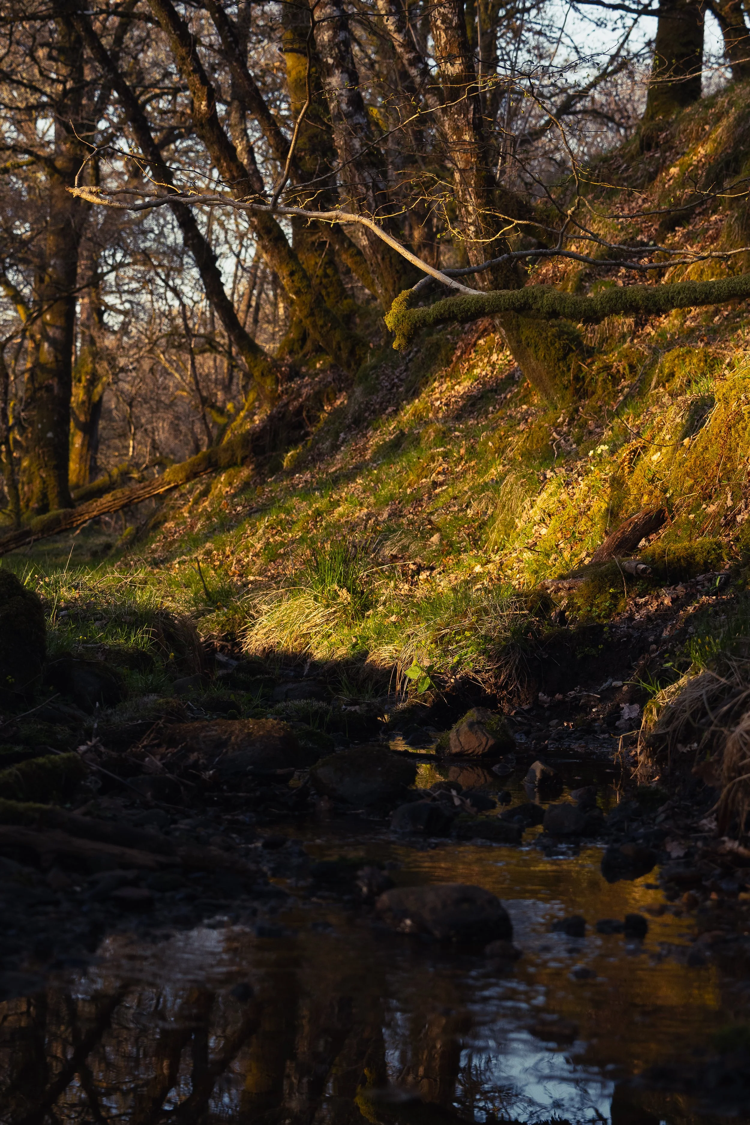 A small creek running through a forest with moss-covered trees and sunlight illuminating patches of grass and rocks.