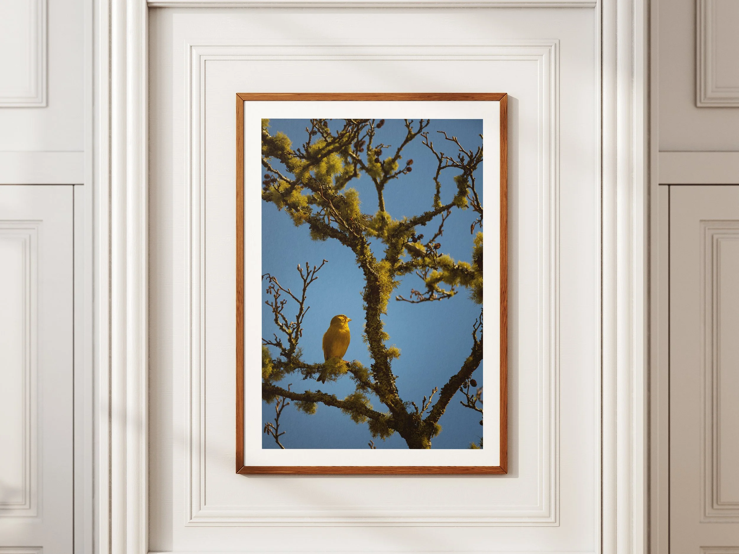 A framed picture of a greenfinch nestled in a tree