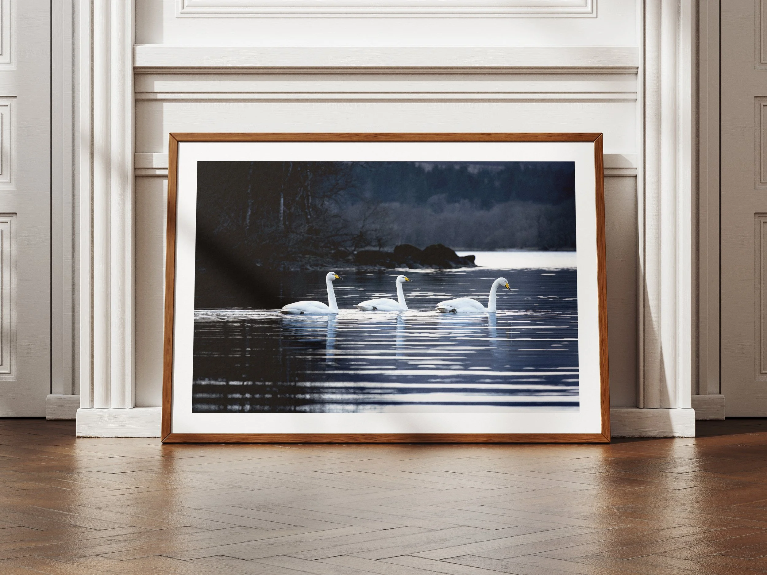 A framed picture of three swans cruising around a bay