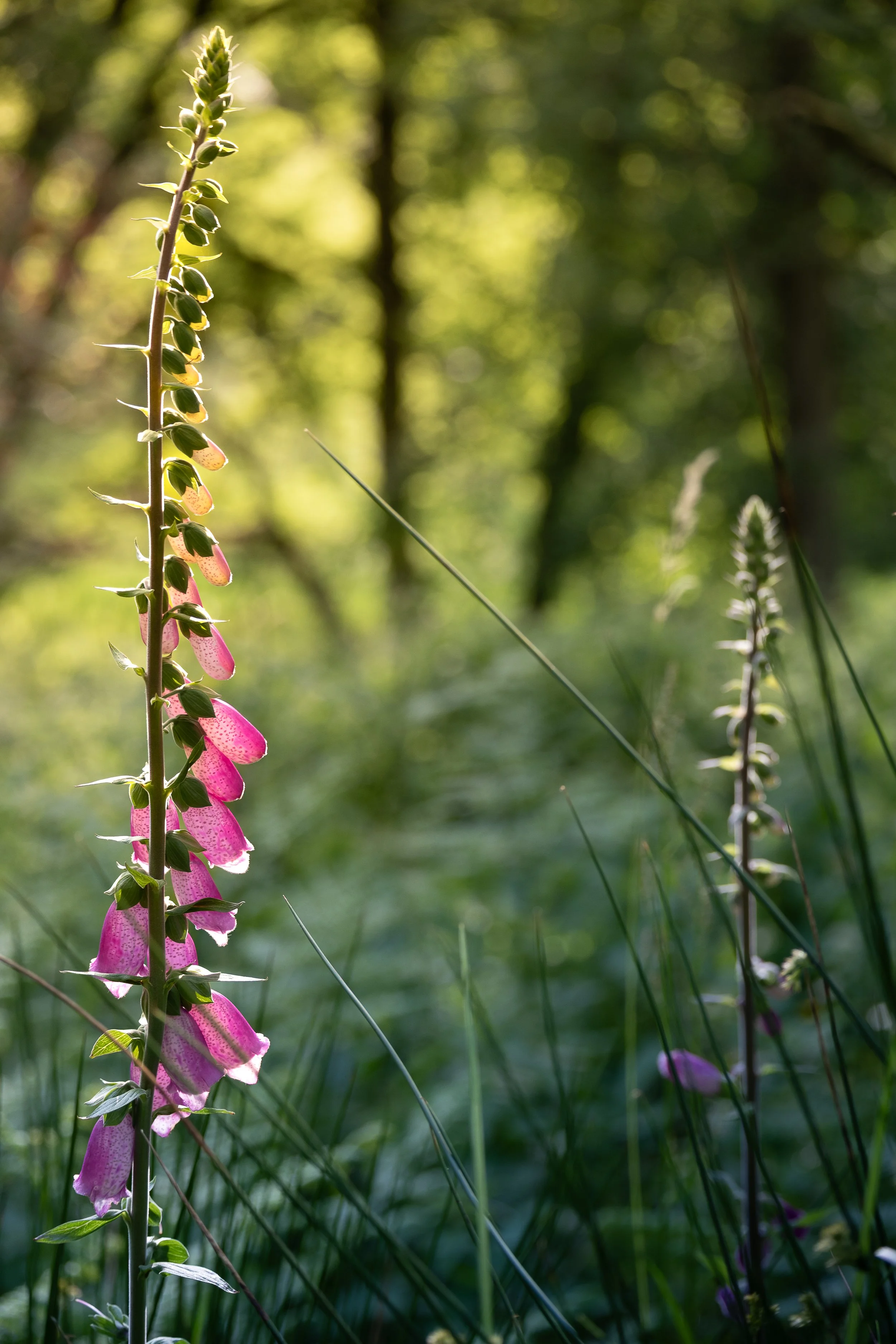 Pink foxglove flowers growing in a forest, with blurred green trees and sunlight in the background.