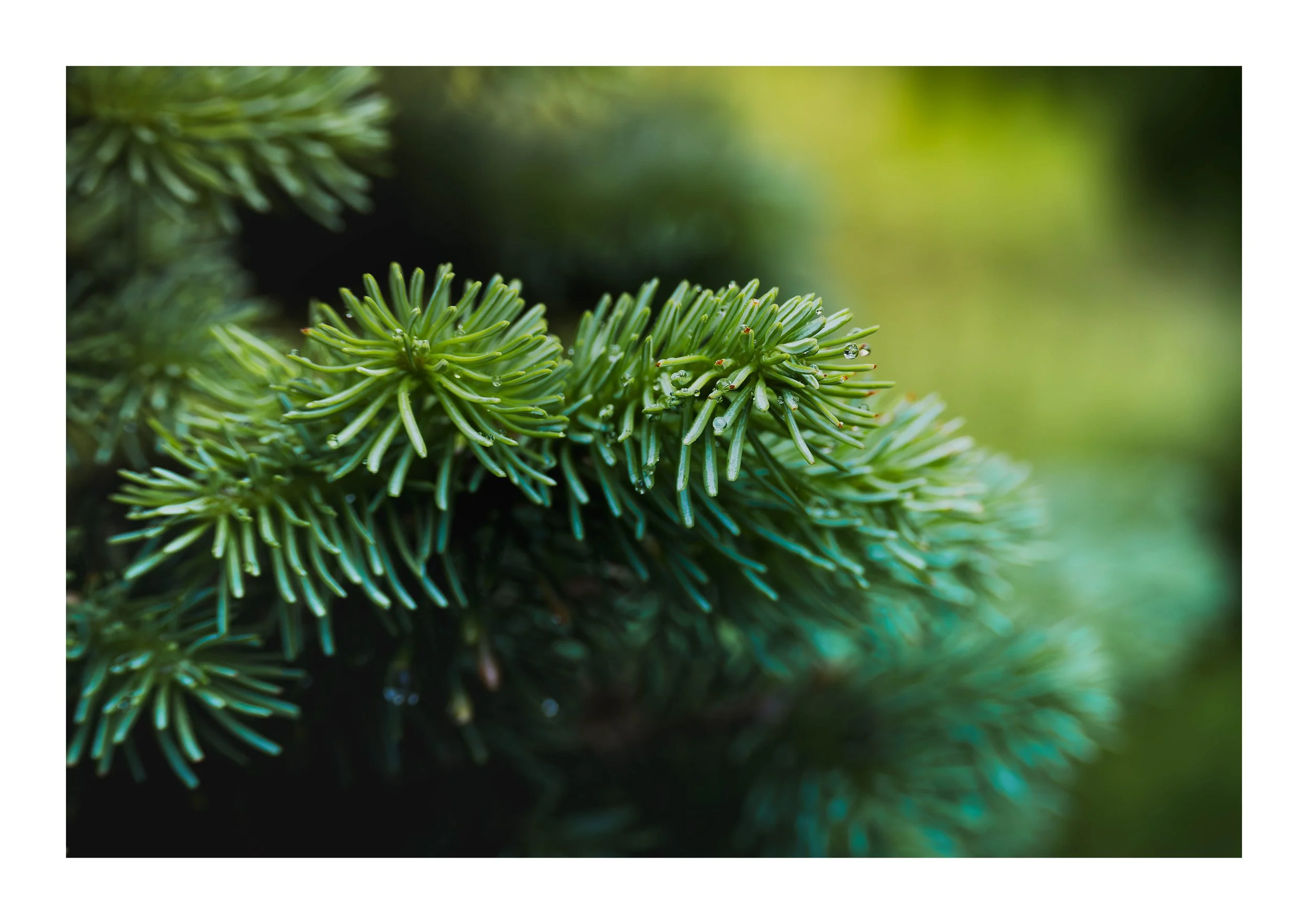 A picture of water droplets on a pine tree