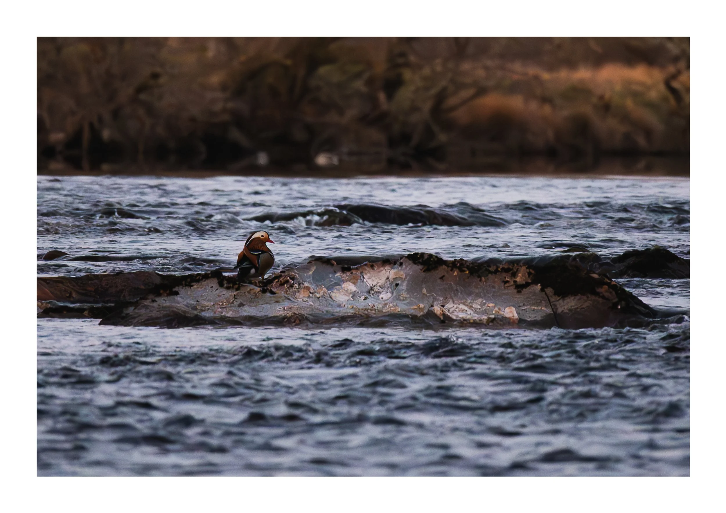 mandarin-ducks-a3-print.jpg