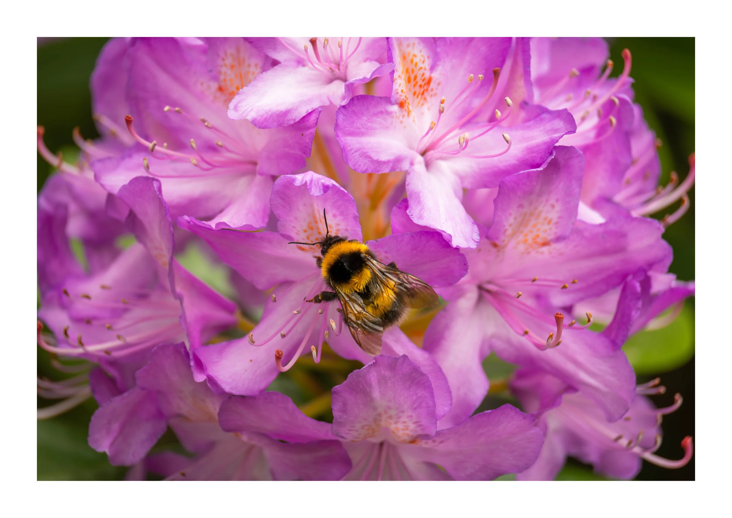 A bumble bee amongst the rhododendrons