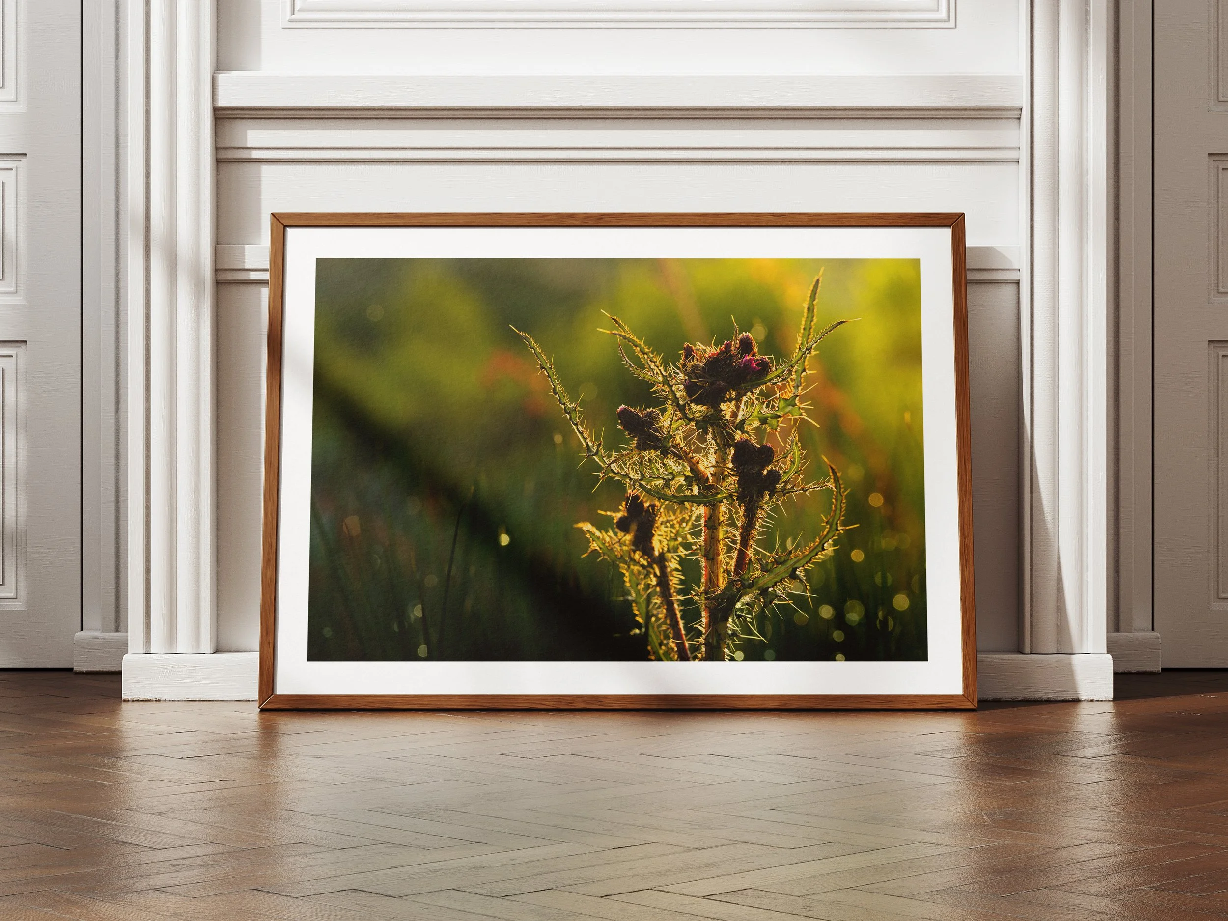 A framed picture of a thistle
