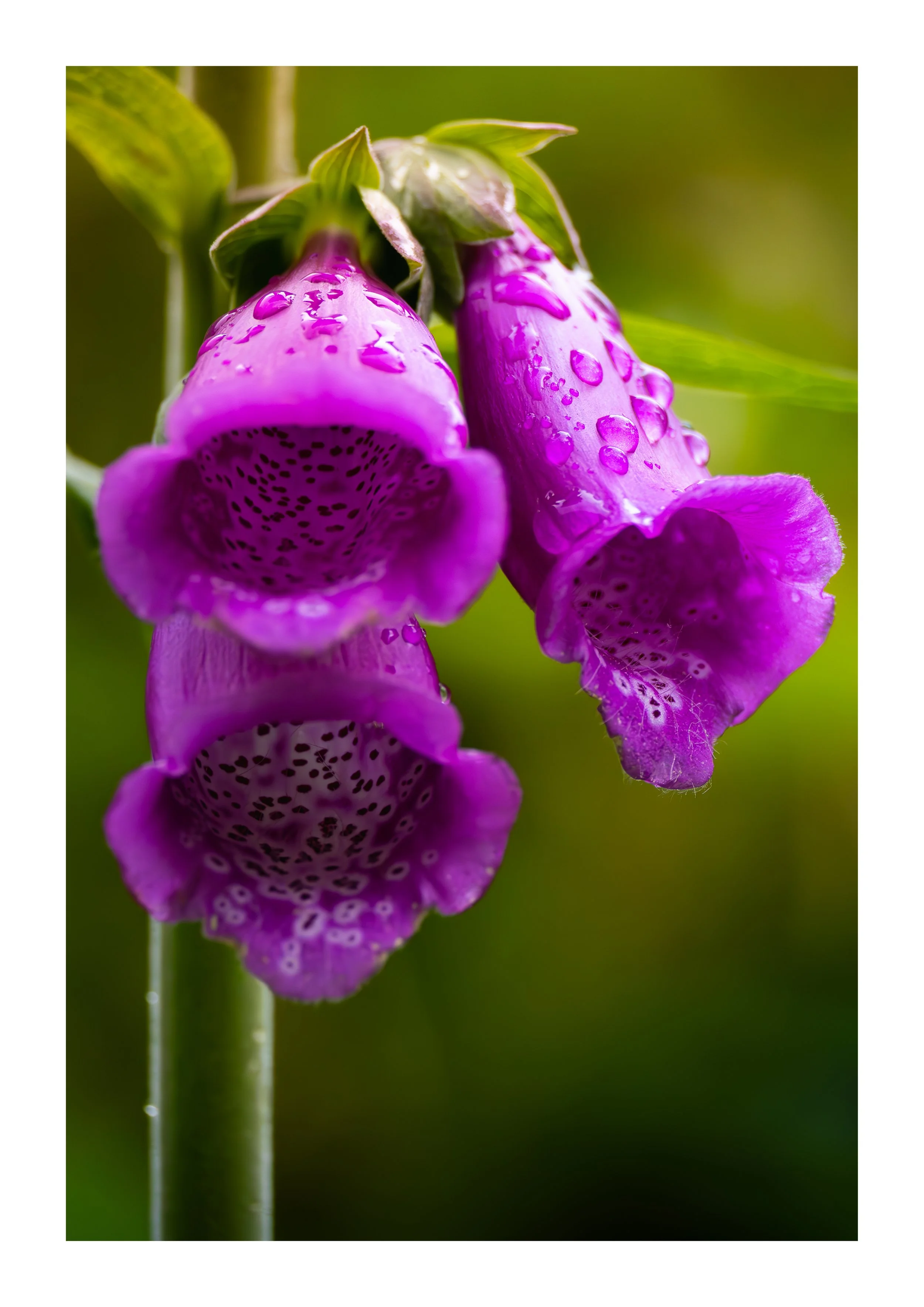 A picture of a foxglove covered in water droplets