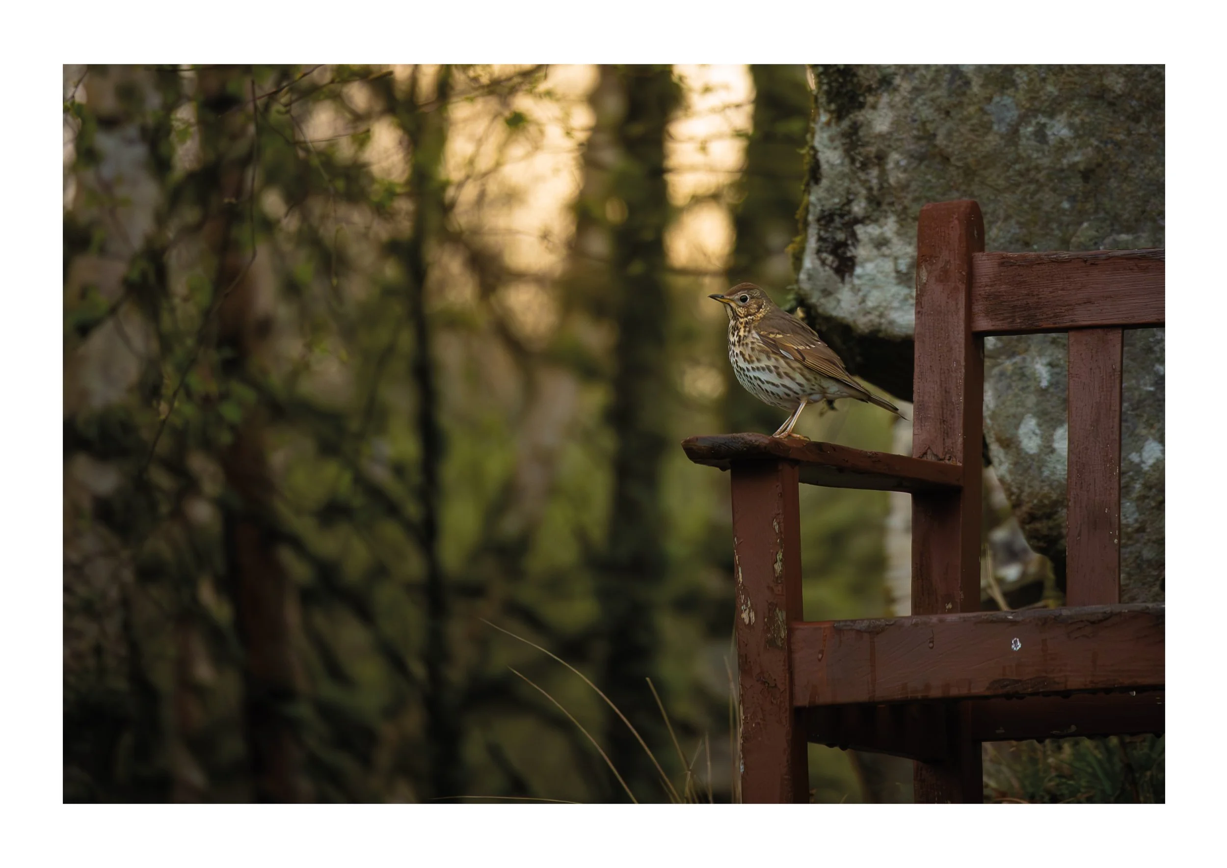 A picture of a song thrush on a rustic bench