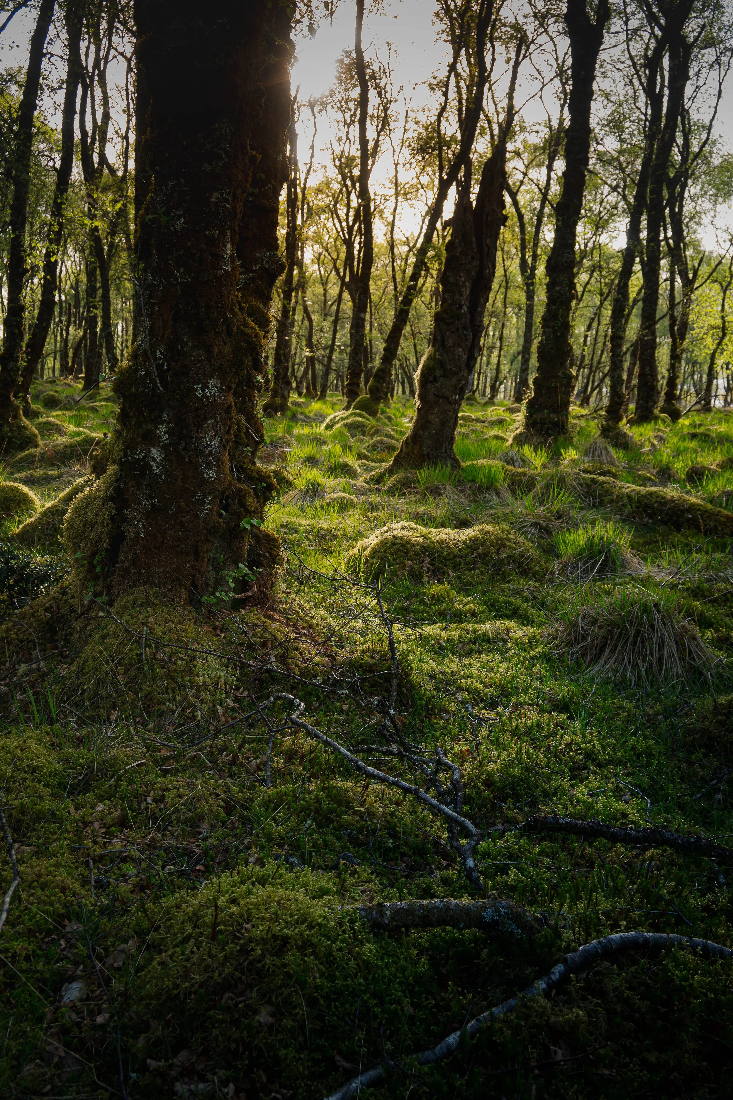 A forest scene during sunset with trees, moss-covered ground, and sunlight filtering through the branches.