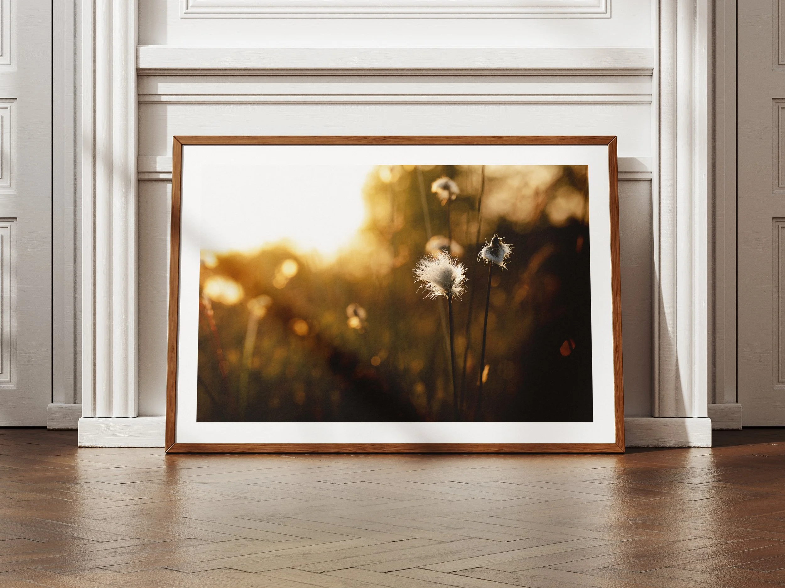 A framed picture of cotton grass in the morning light