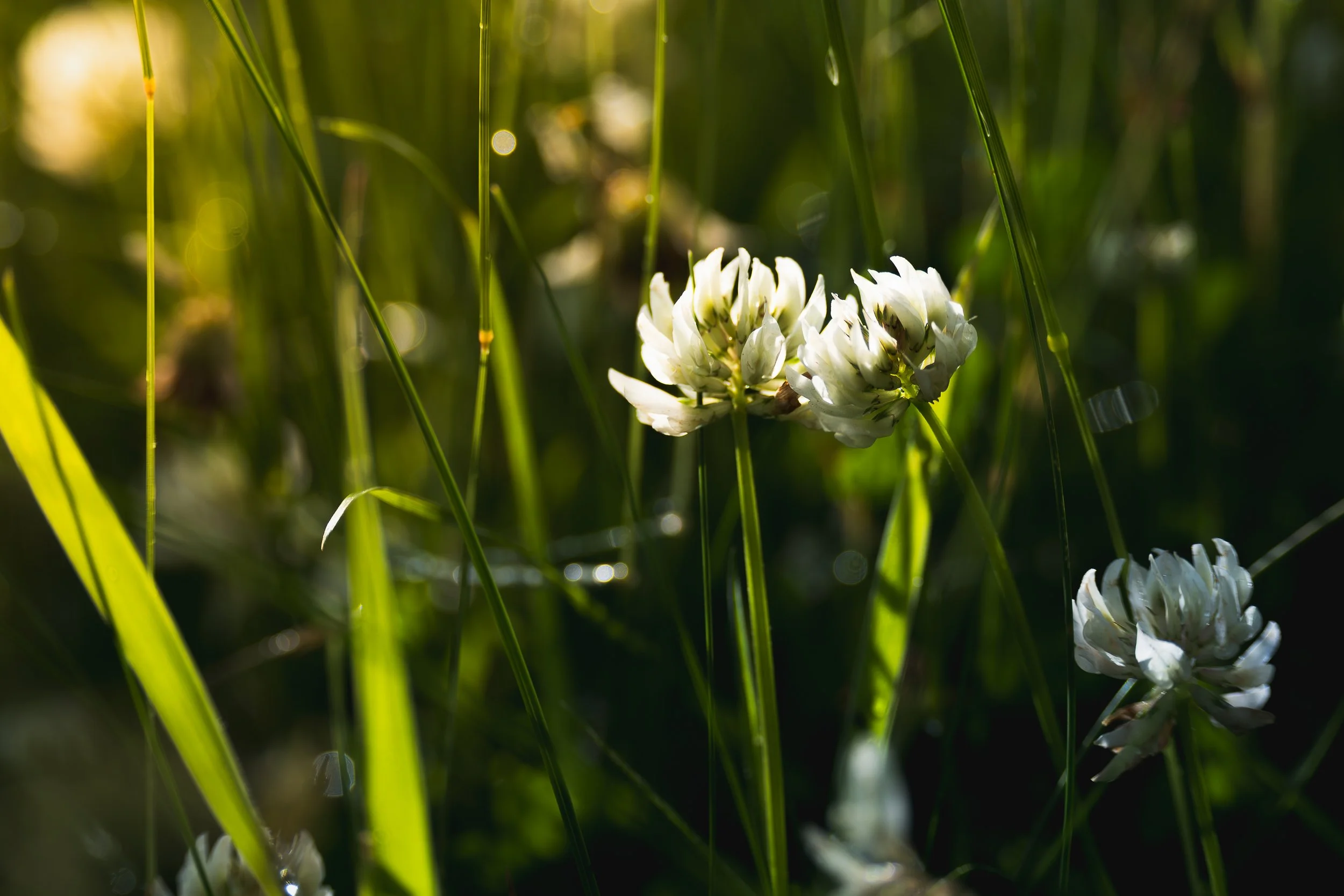 White clover flowers among green grass and foliage with sunlight shining through.