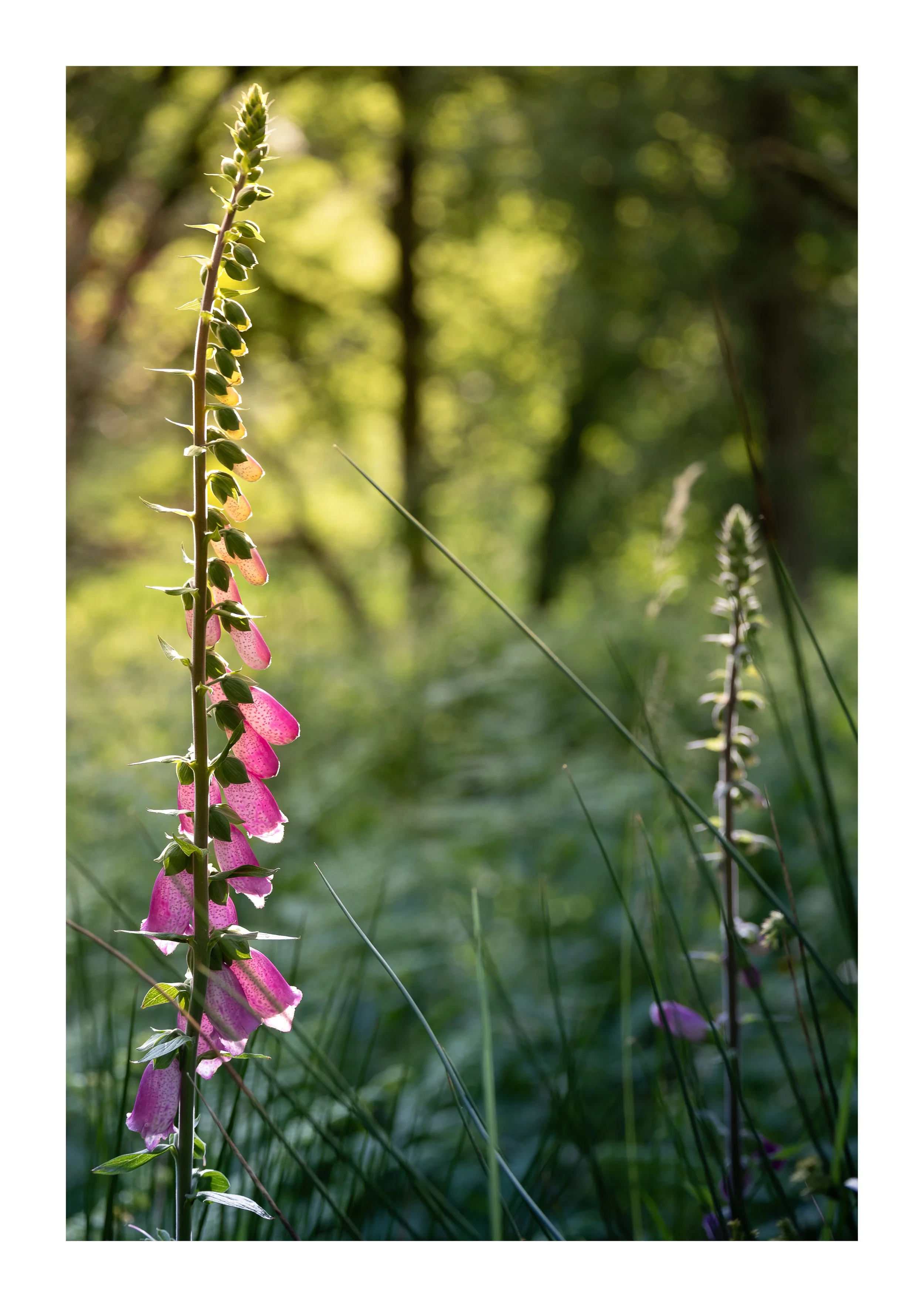 A picture of a foxglove in the forest