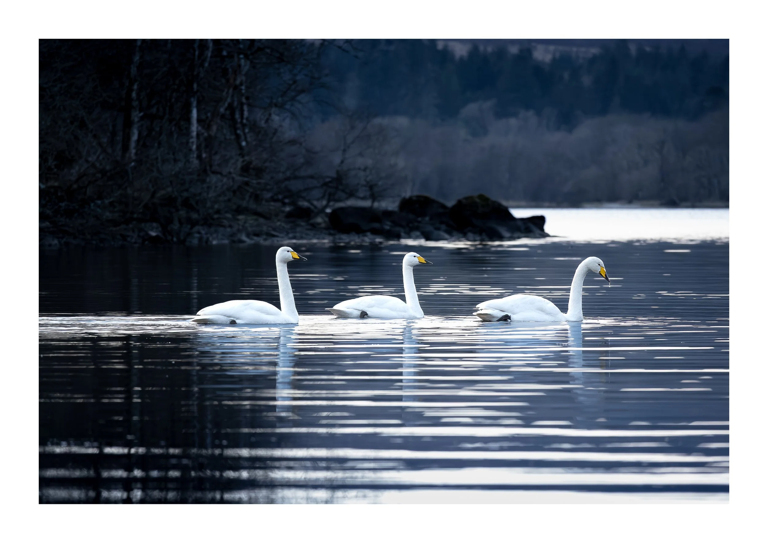 A picture of three swans cruising around a bay