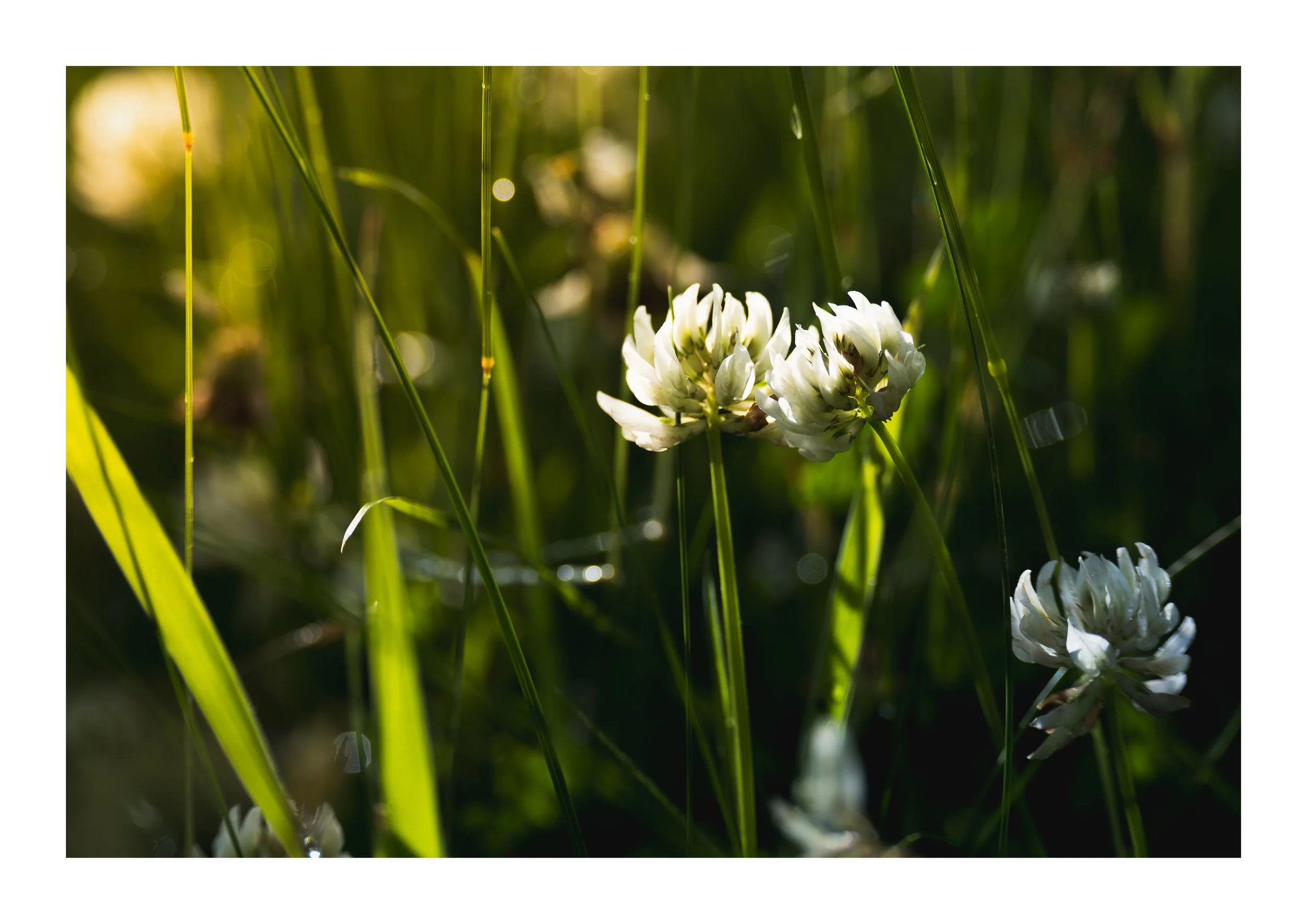 A picture of white clover