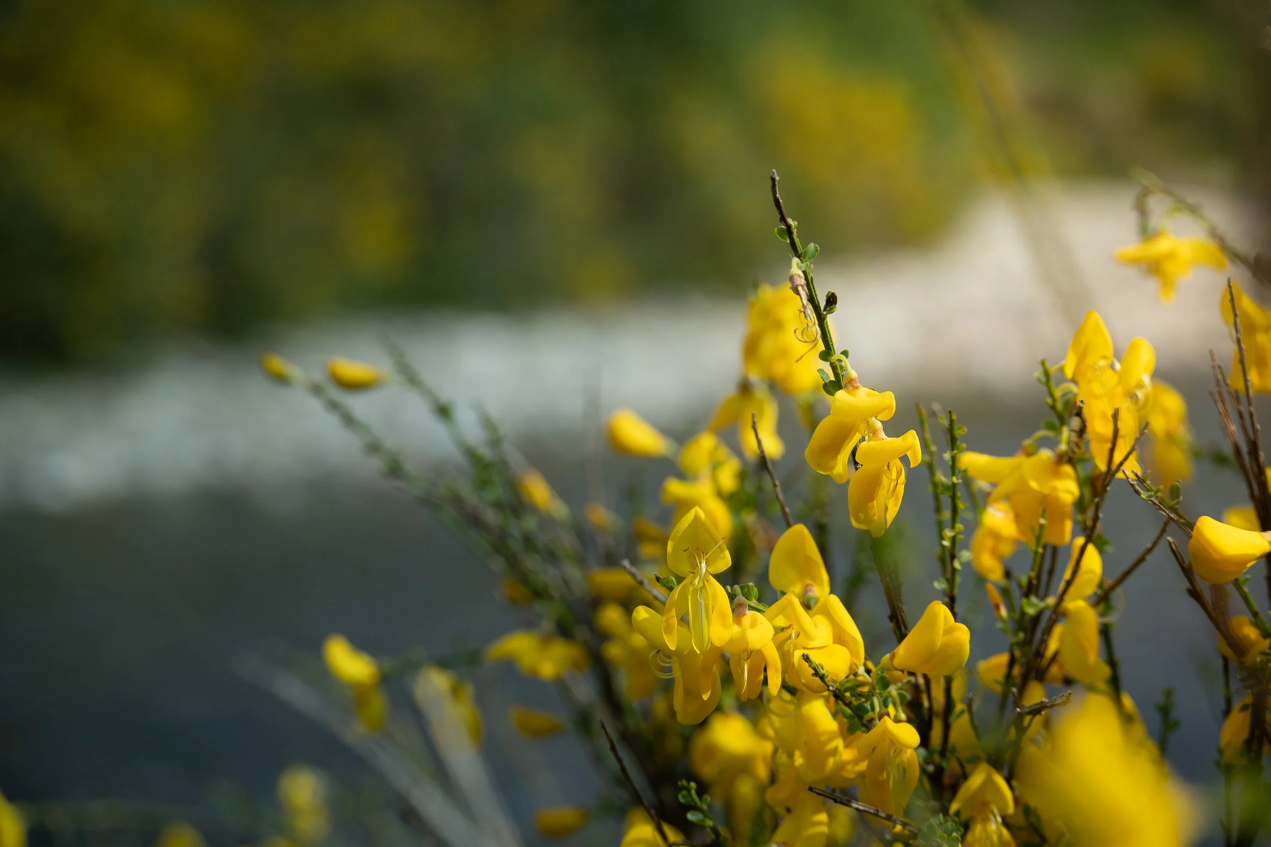 Close-up of yellow wildflowers growing near a river with blurred green and yellow foliage in the background.