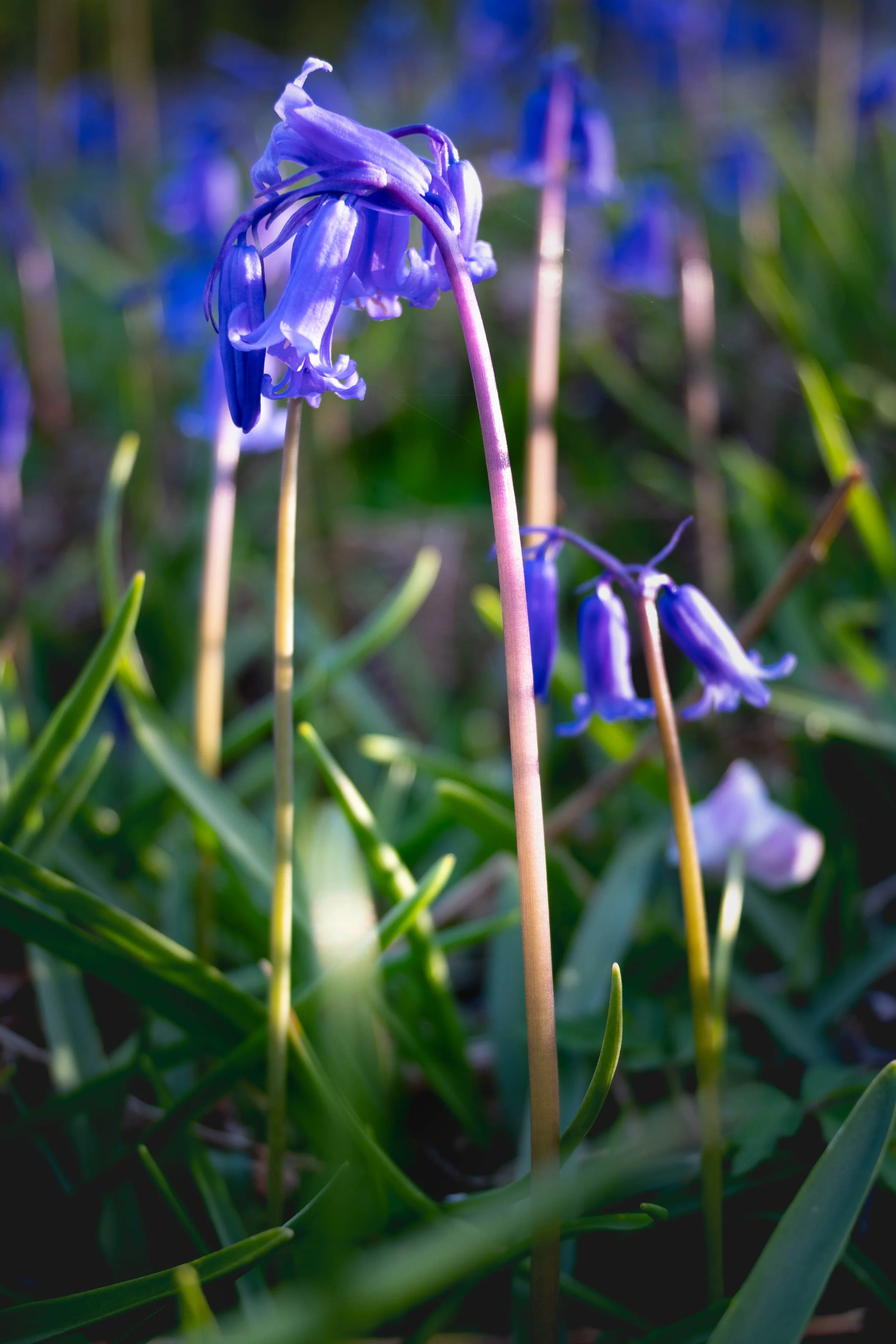 Close-up of blooming blue hyacinth flowers with green grass in a garden.