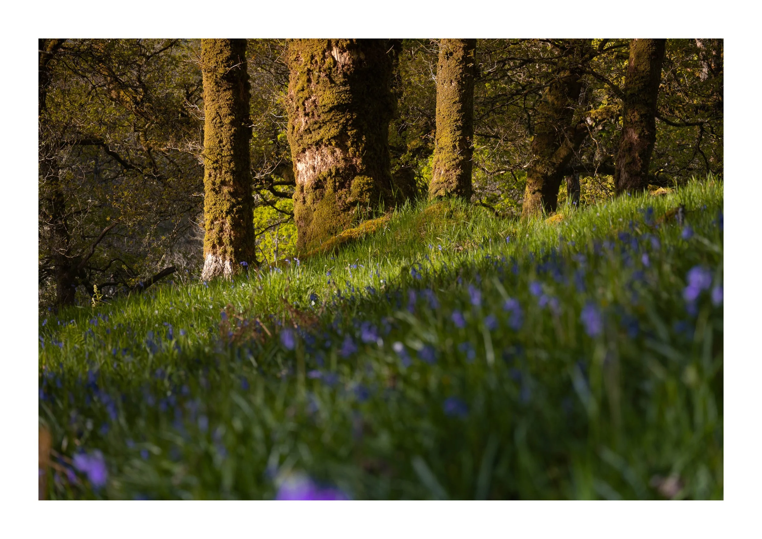 A picture of three tree trunks at the end of a field of bluebells