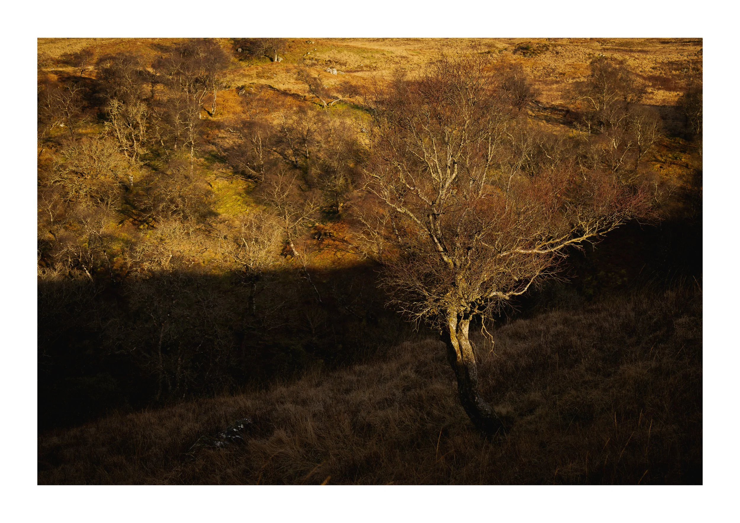 A Picture of a Solitary Tree At Sunset