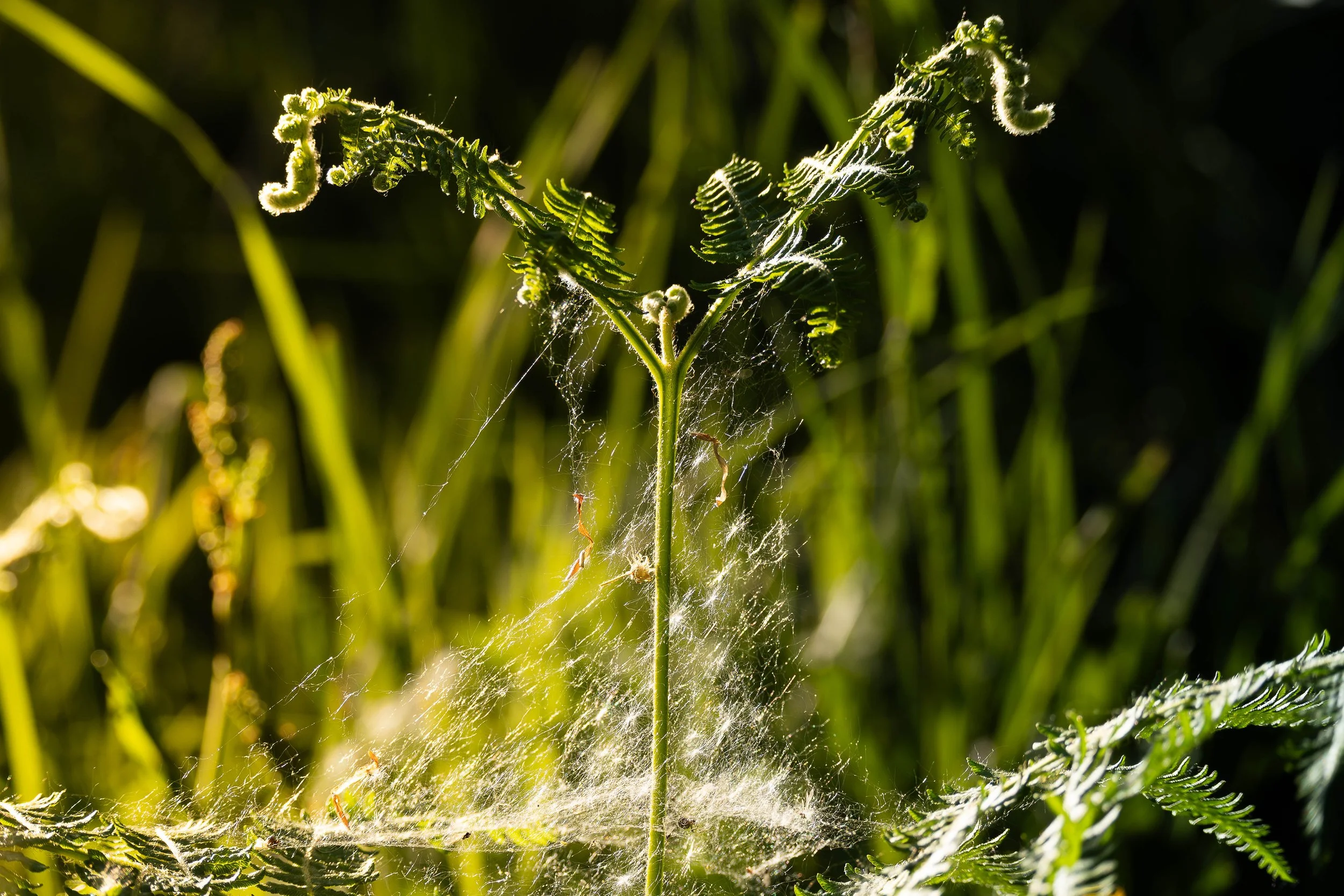 Close-up of a green fern with a spider web on its stem, surrounded by grass and plants, sunlight illuminating the scene.