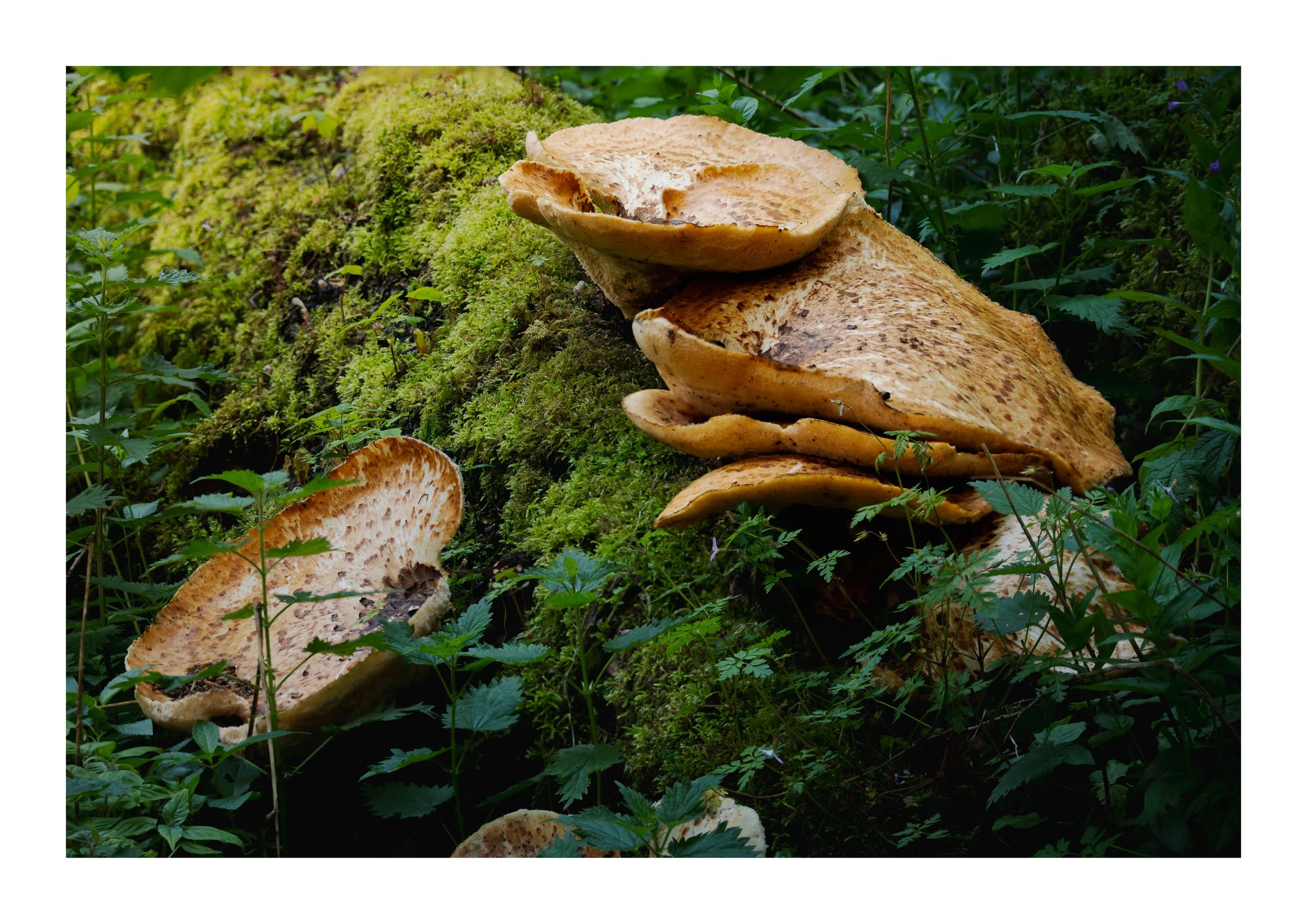 A picture of mushrooms in the forest