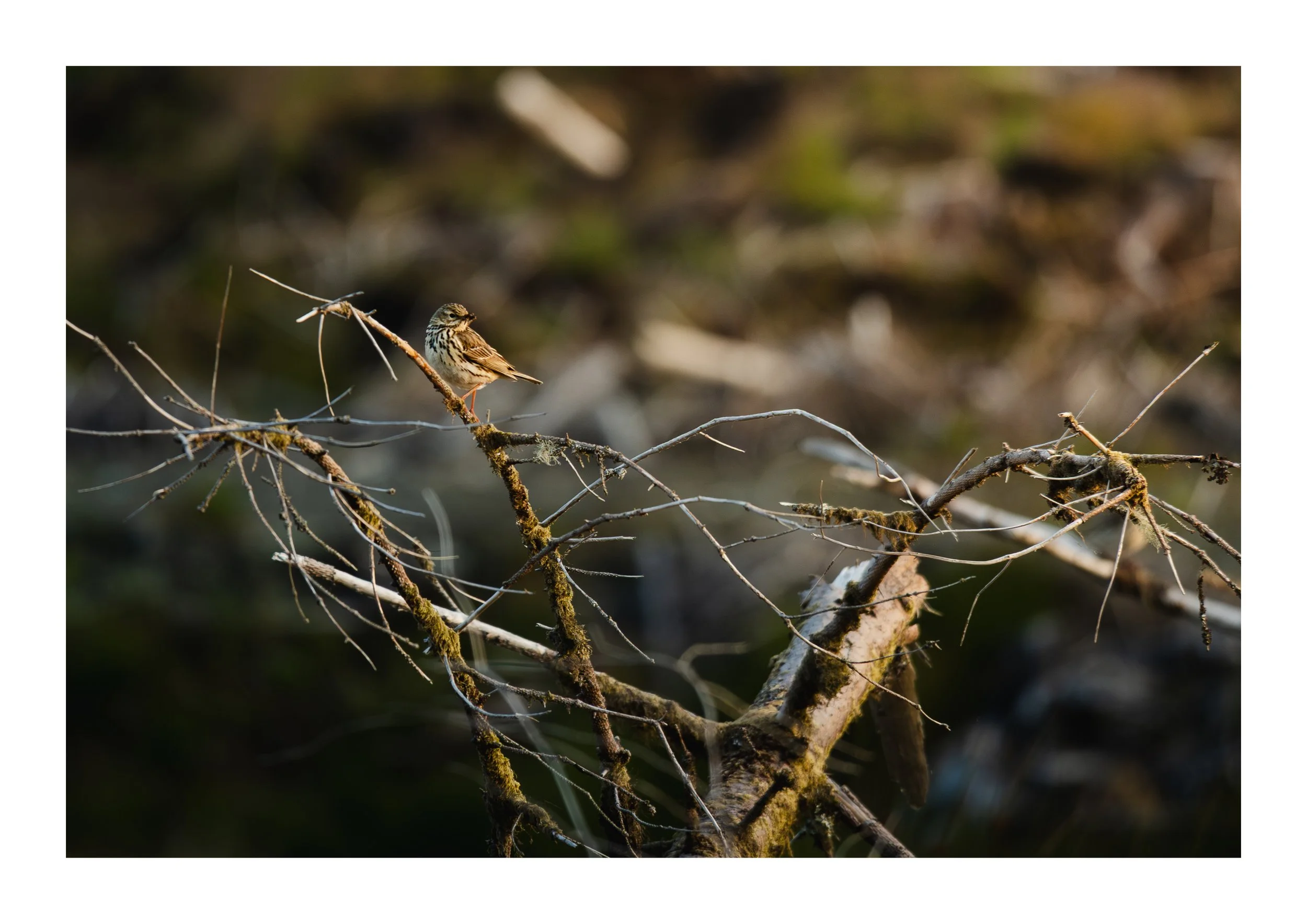 A picture of a meadow pipit resting on a branch after a successful catch