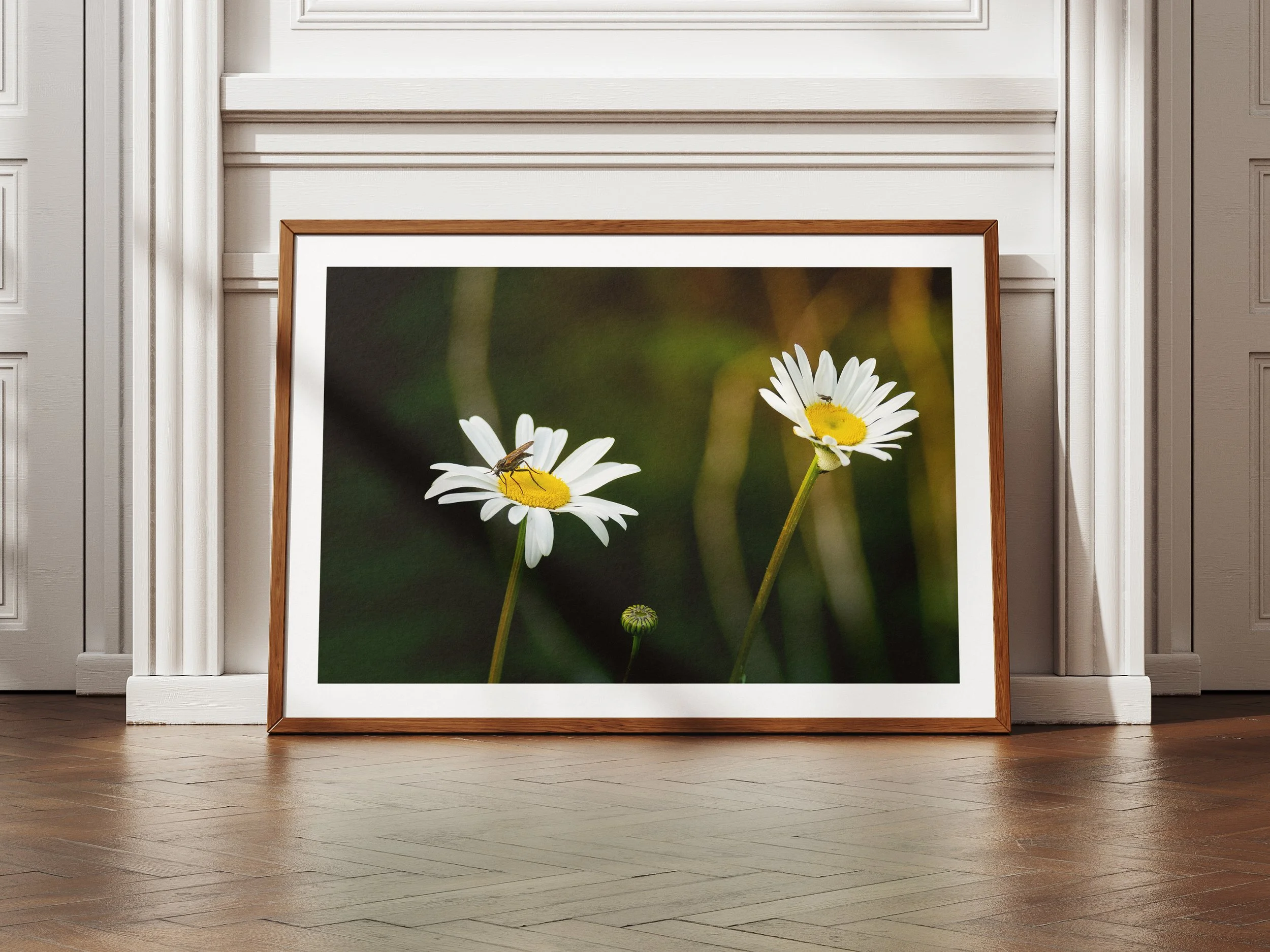 A Framed Picture Of Dance Flies Feeding on the Daisies