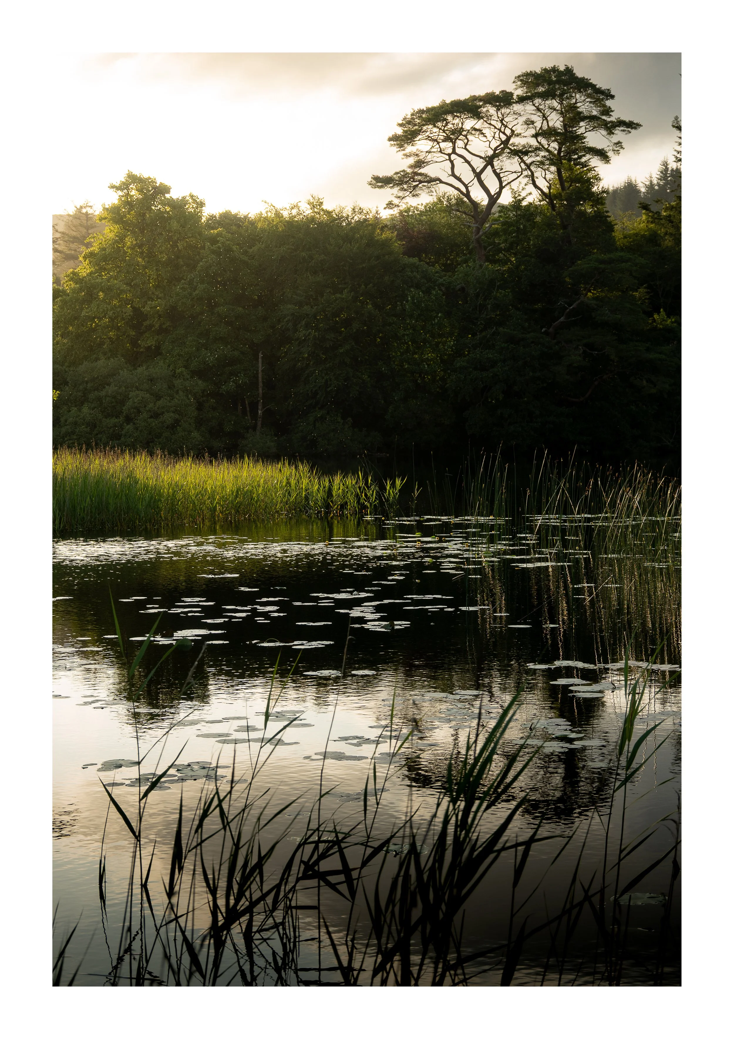 A picture of light shining through the trees to catch some grass and lily pads on the water