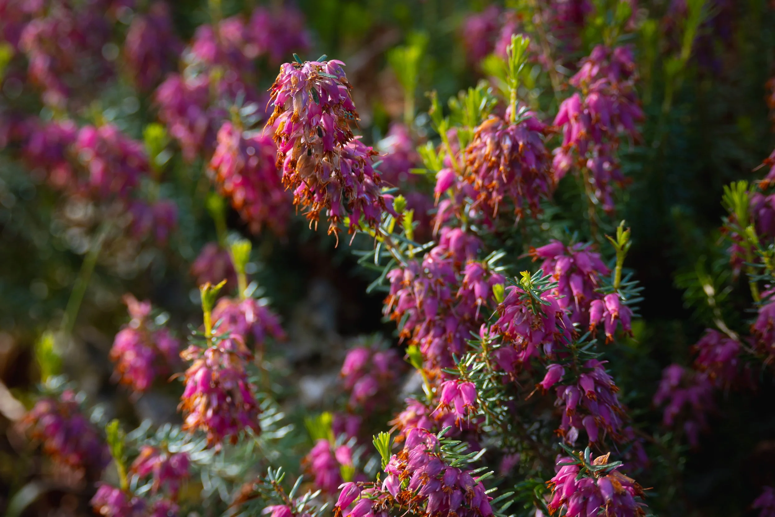 Close-up image of pink flowers with green foliage in the background.