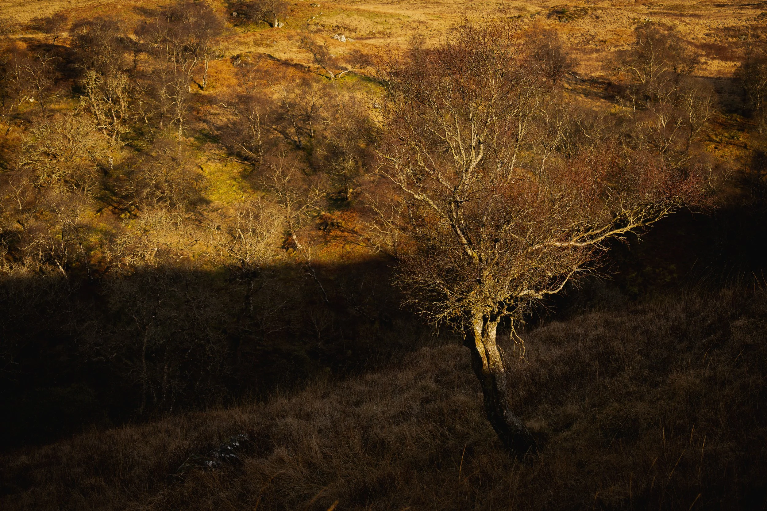 A landscape with a solitary leafless tree in the foreground, surrounded by more leafless trees on a hillside during autumn or winter, illuminated by sunlight.