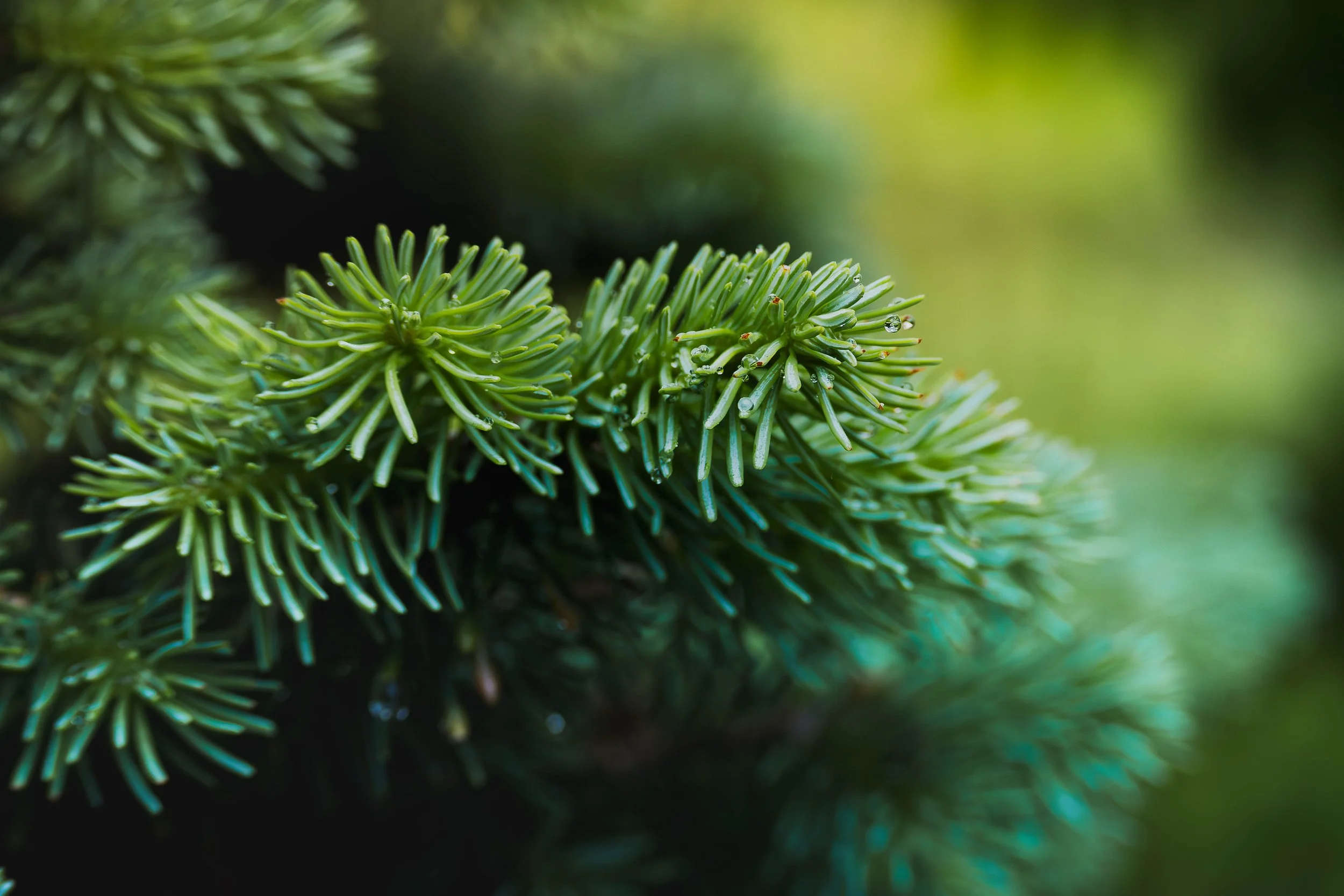 Close-up of green pine tree branches with water droplets on the needles, blurred background.