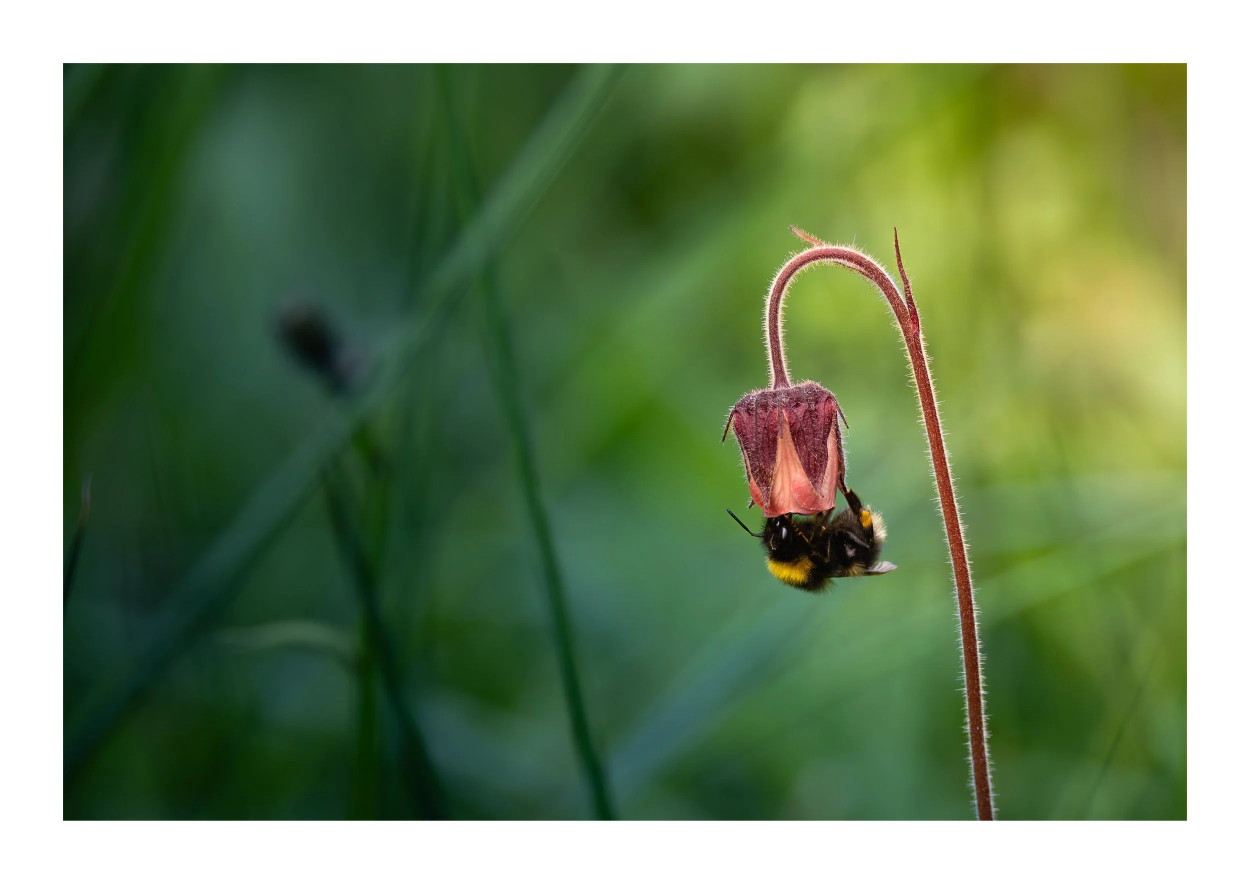 A photograph of a bee foraging in the forest