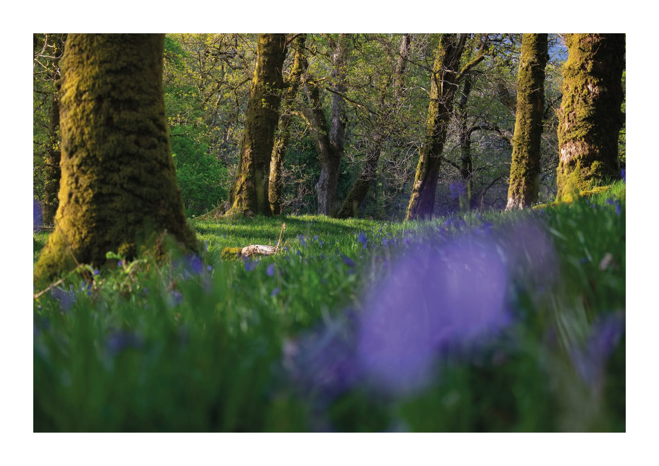 A picture of bluebells in the forest
