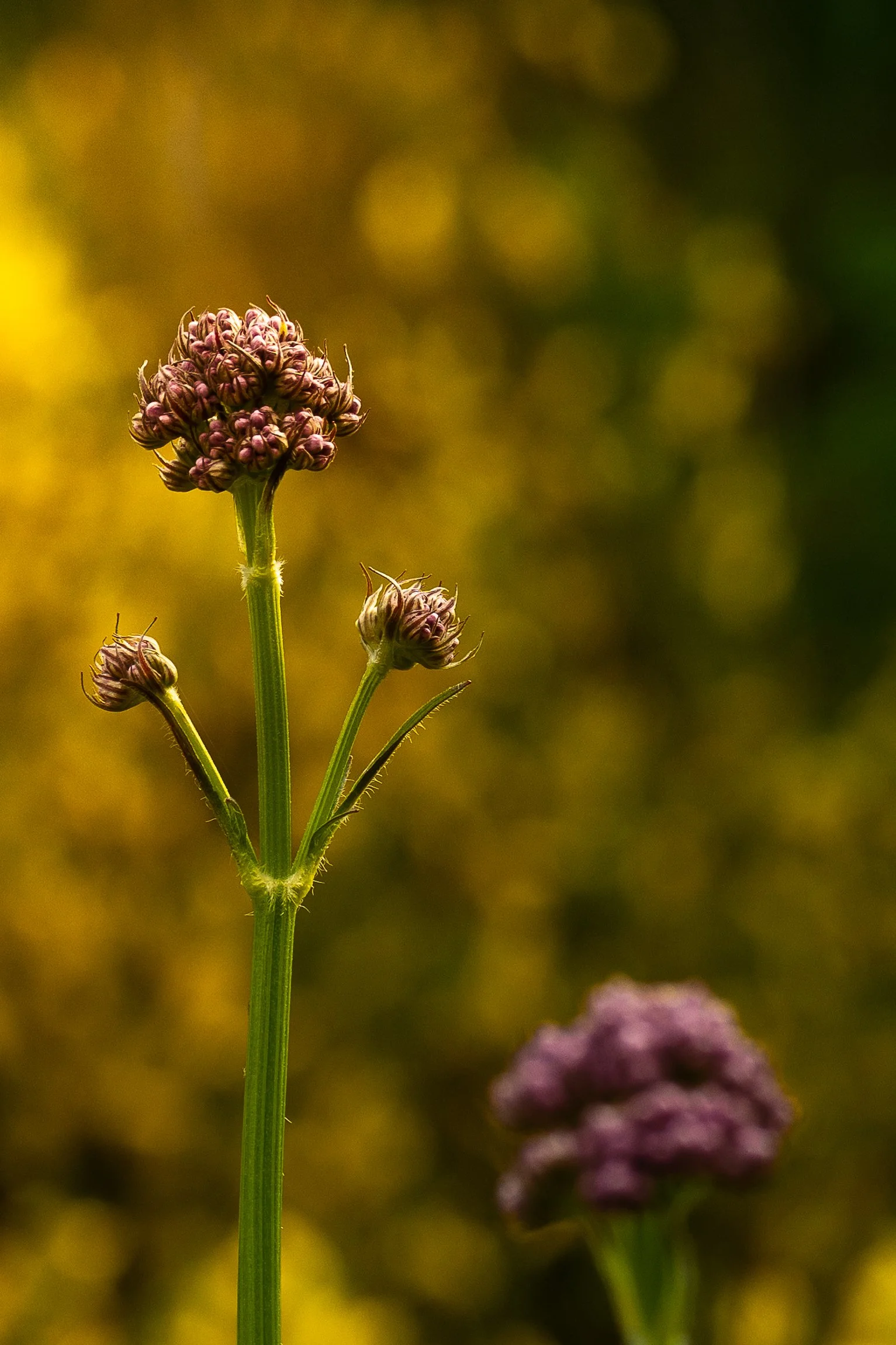 Close-up of a flowering plant with small purple buds on a tall green stem, with blurred background of similar plants and yellow-green ground.