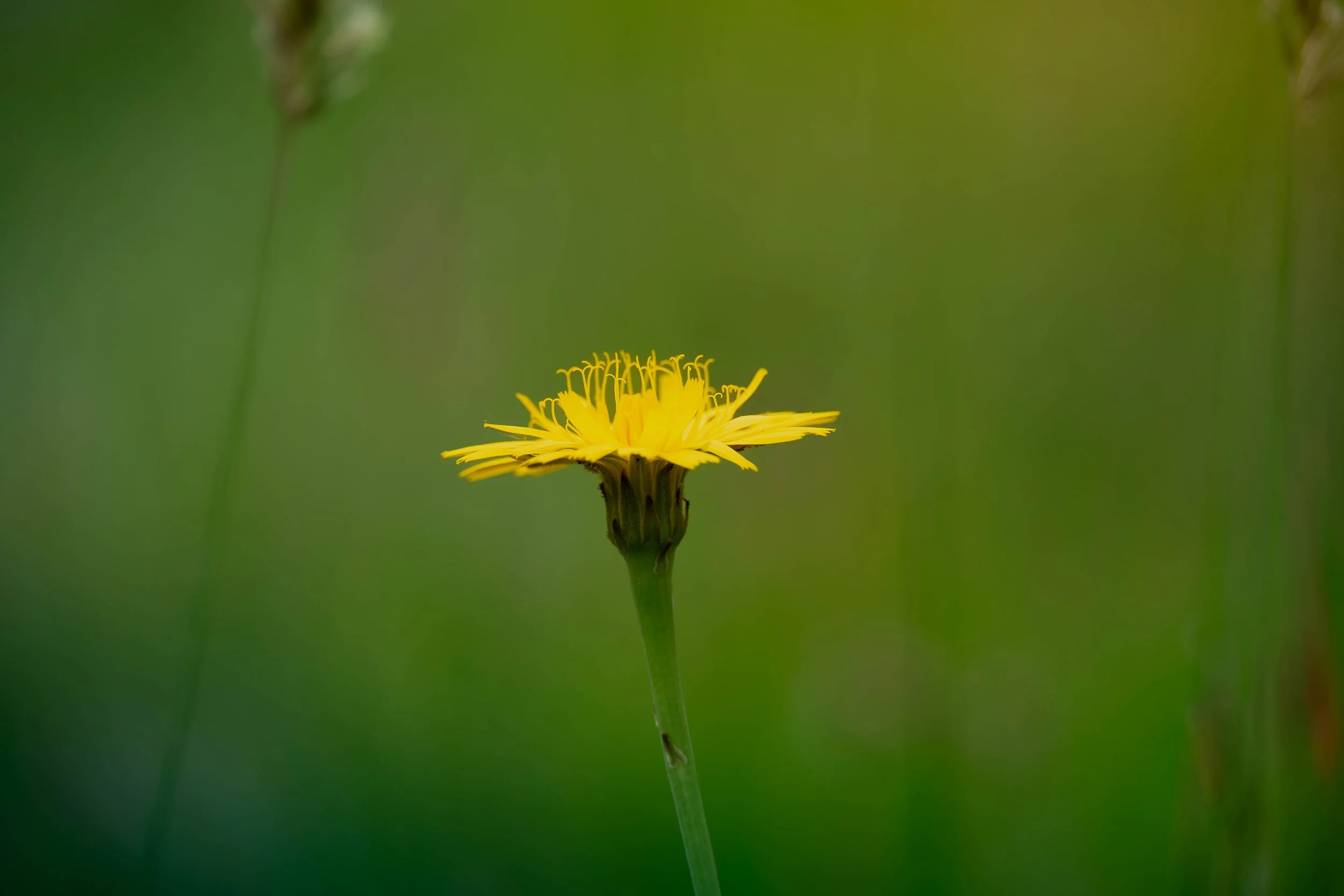 Close-up of a yellow flower against a blurred green background.