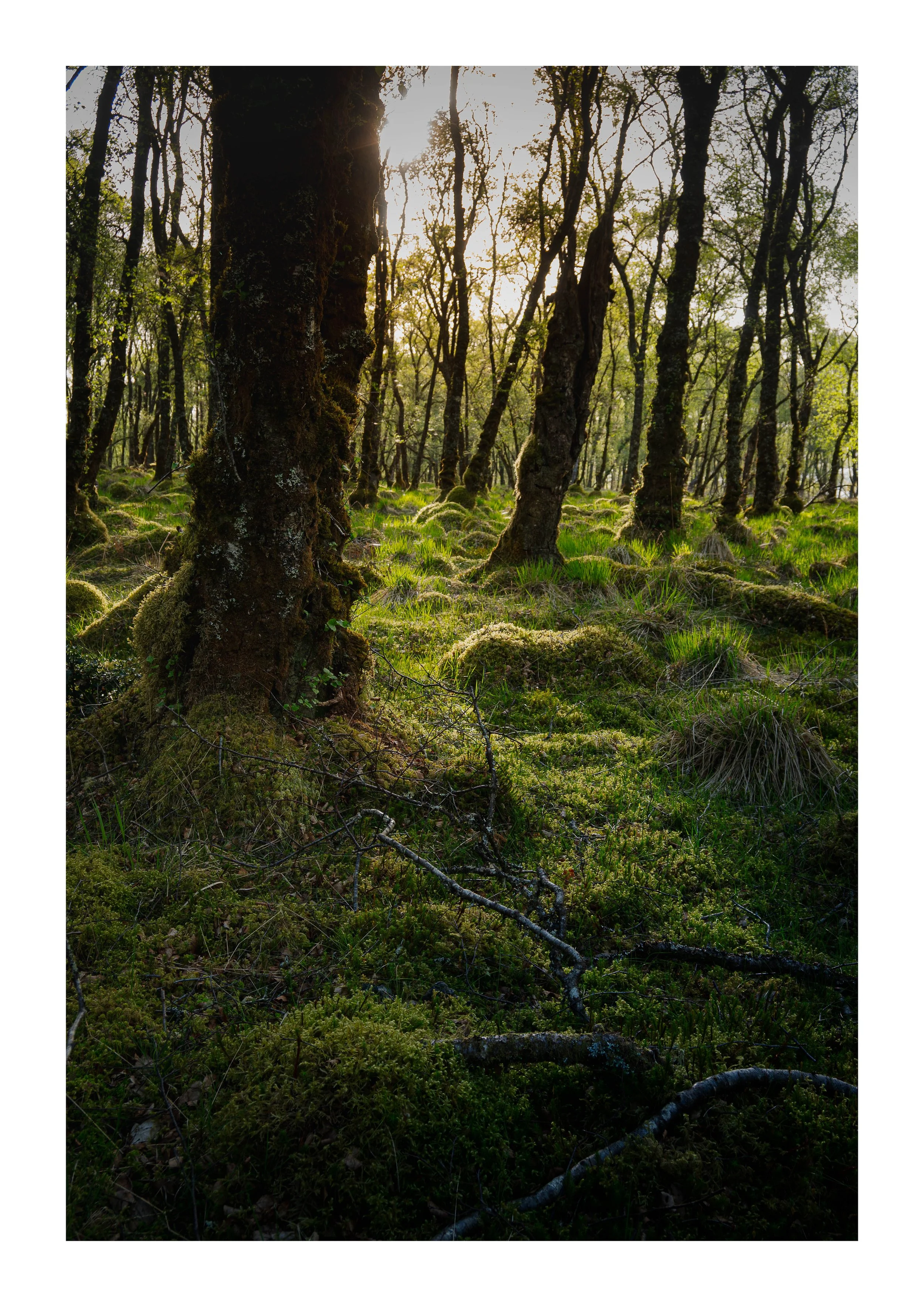 A picture of a serene corner of a forest