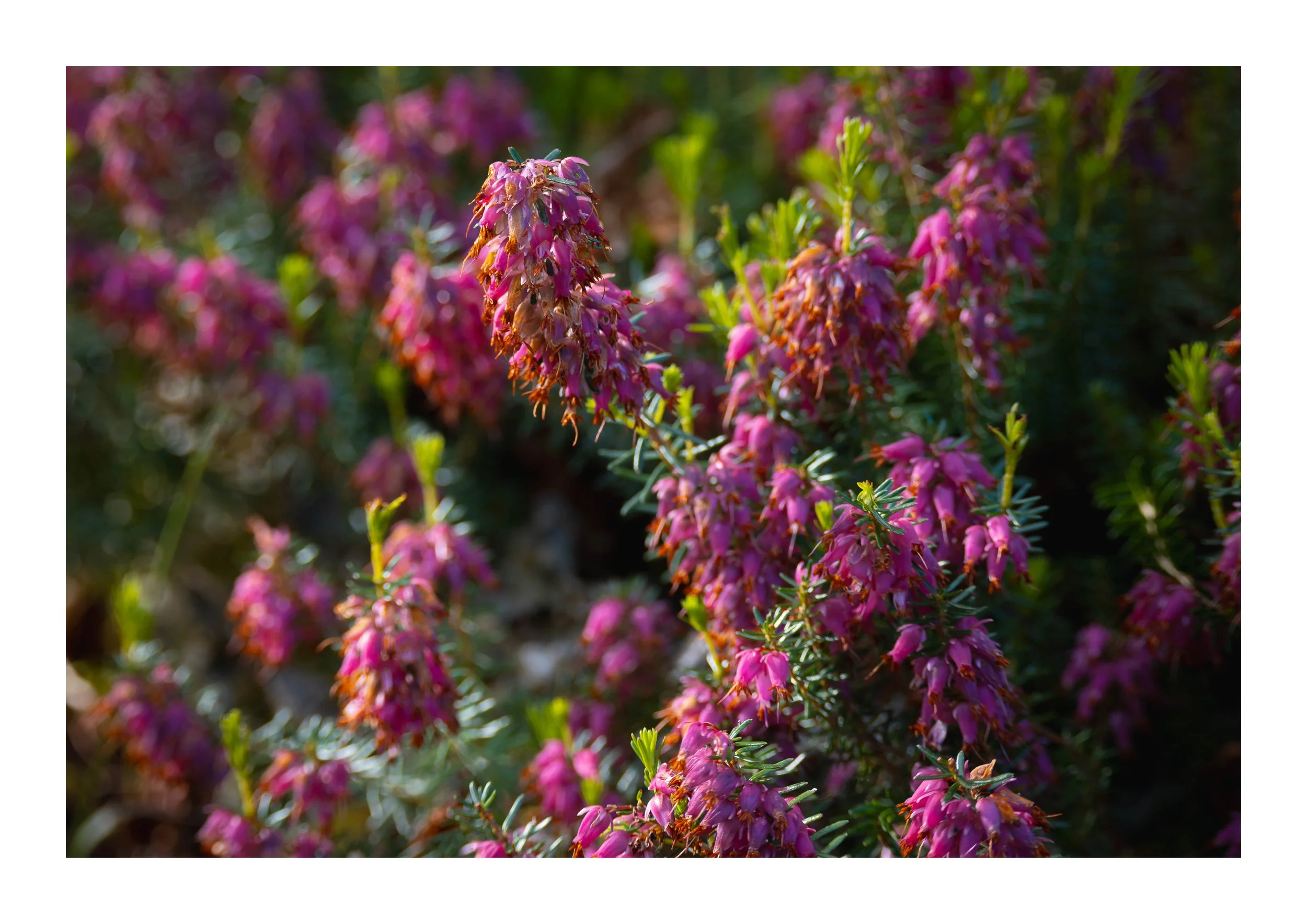 A picture of heather in full bloom