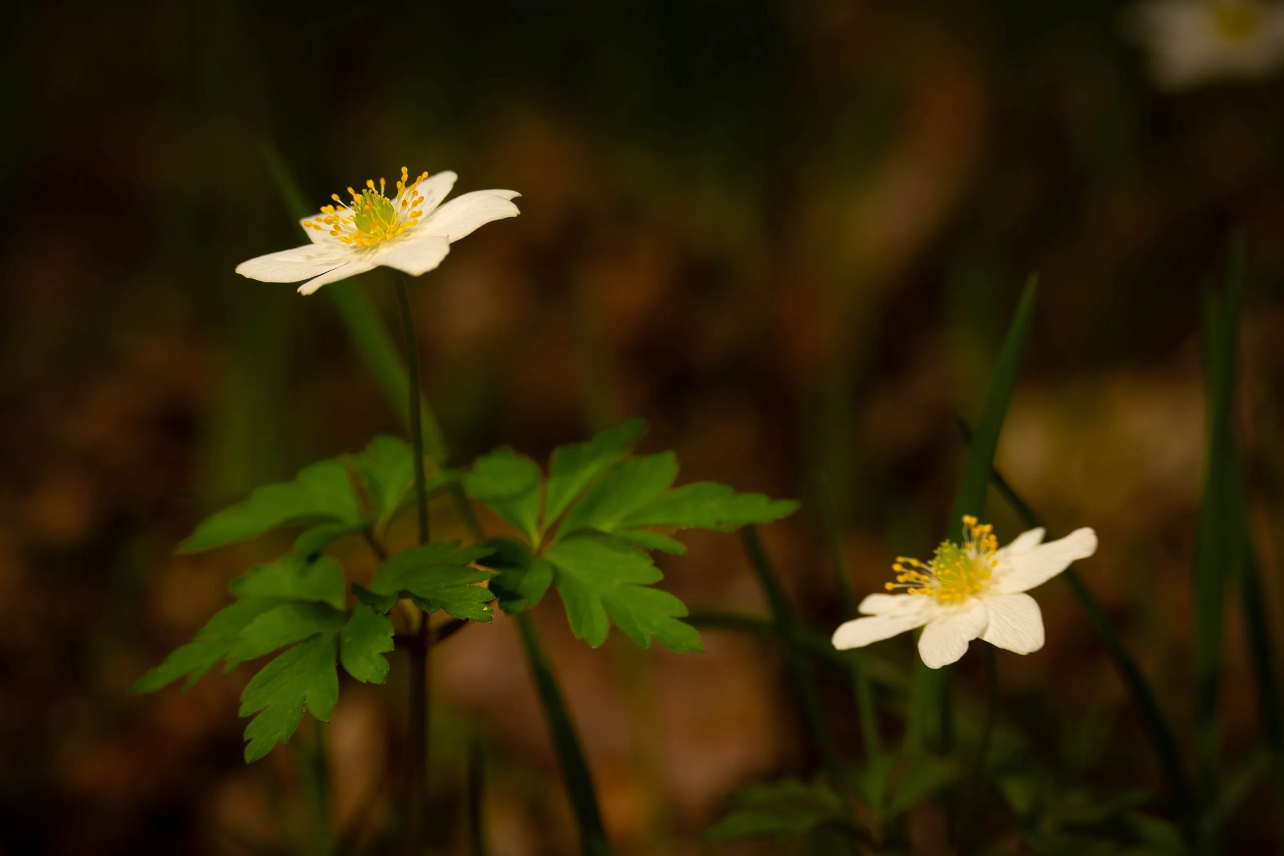 Two white flowers with yellow stamens and green leaves against a blurry brown background.
