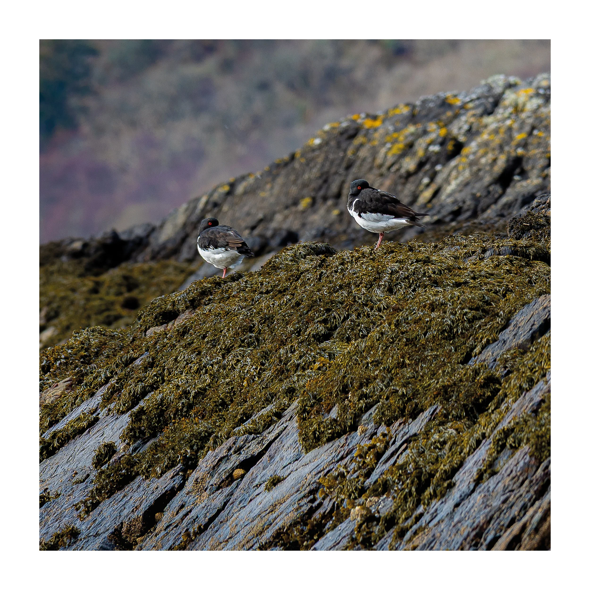 a picture of oyster catchers resting