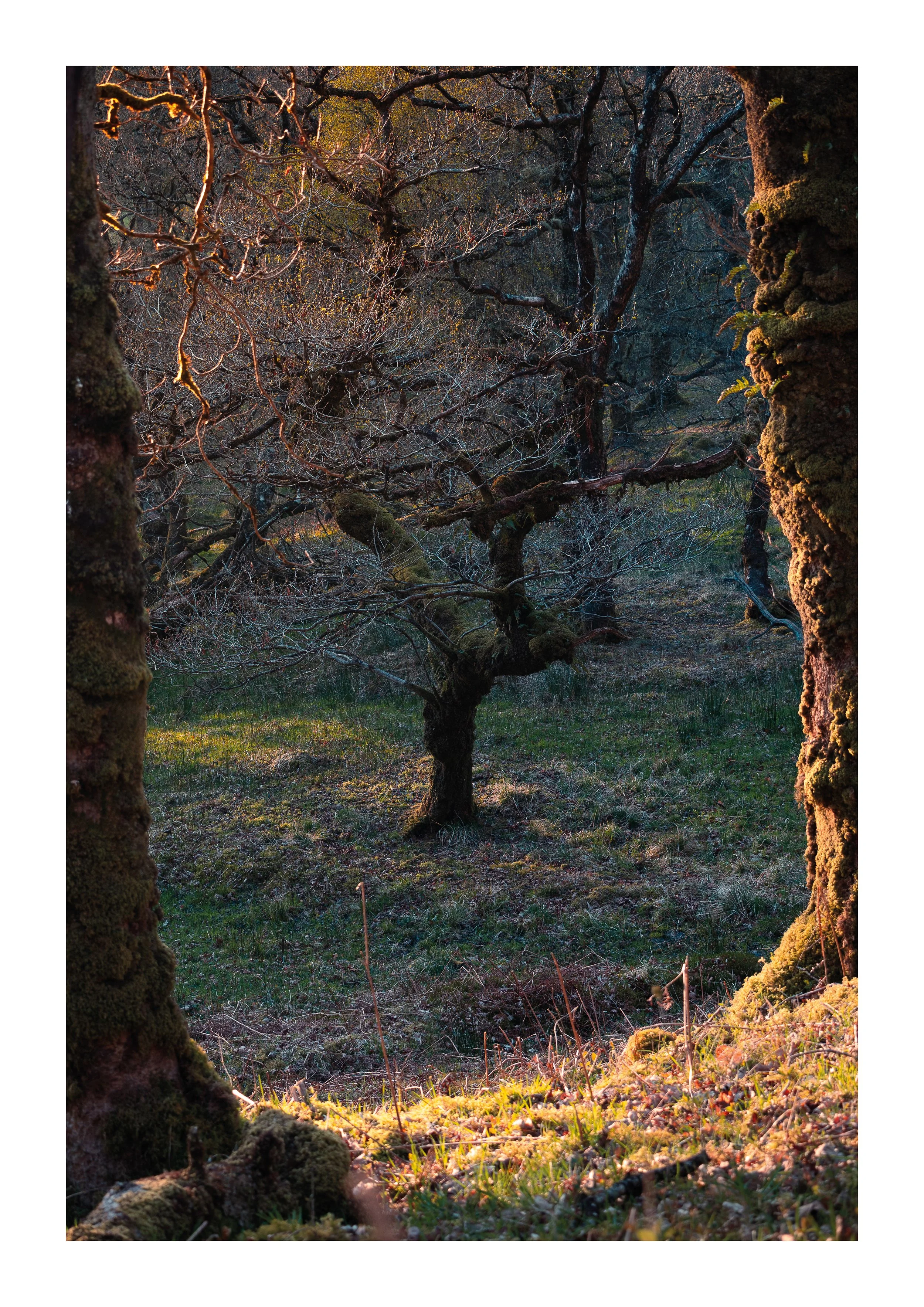 A picture of a winding tree