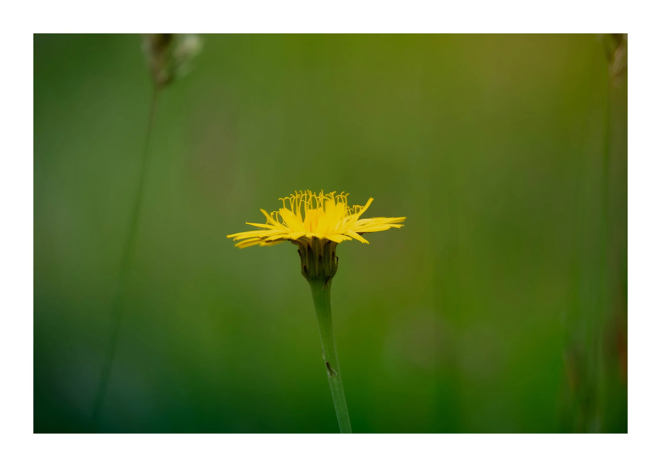 A picture of a dandelion