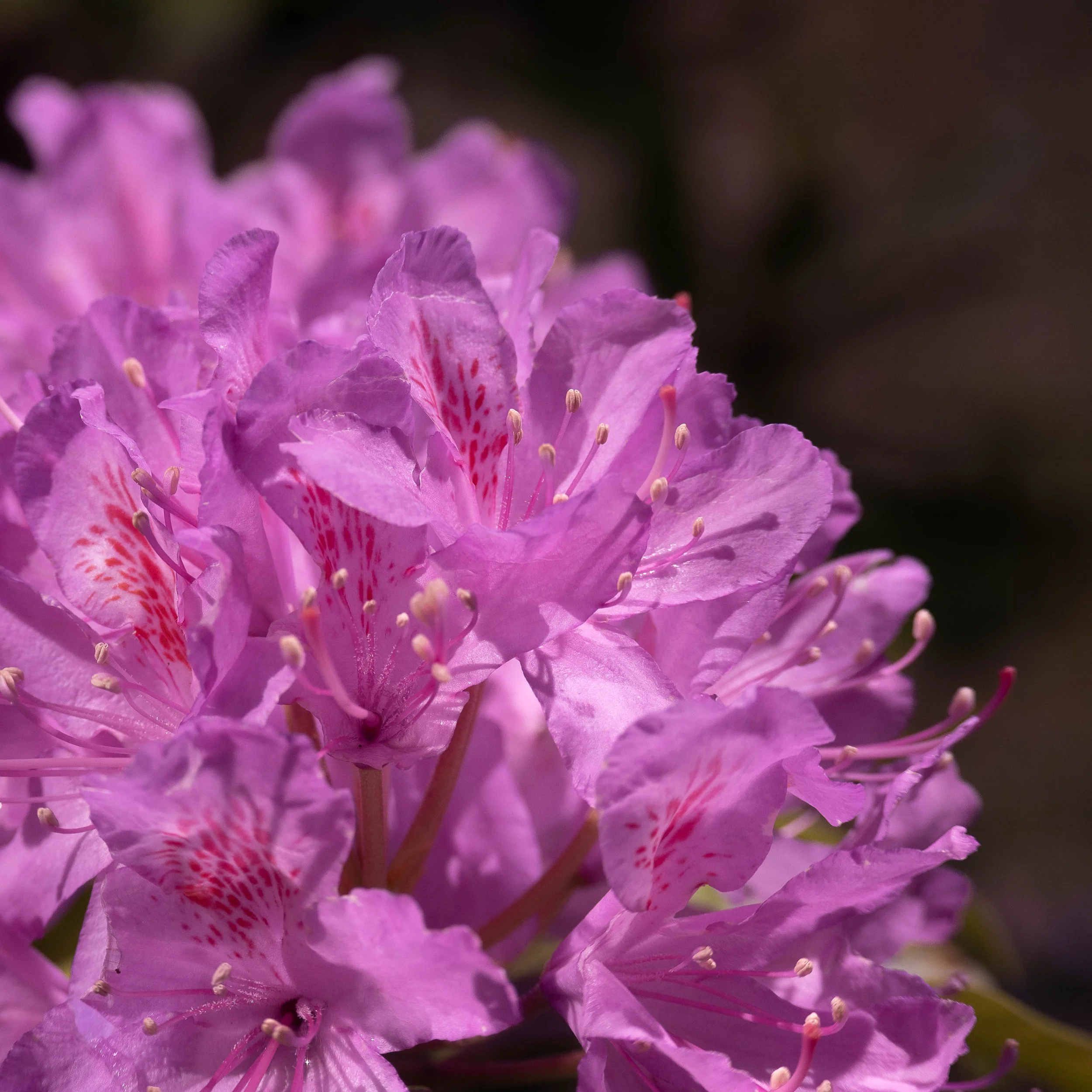 Close-up of pink rhododendron flowers in bloom, showing detailed petals and stamens.