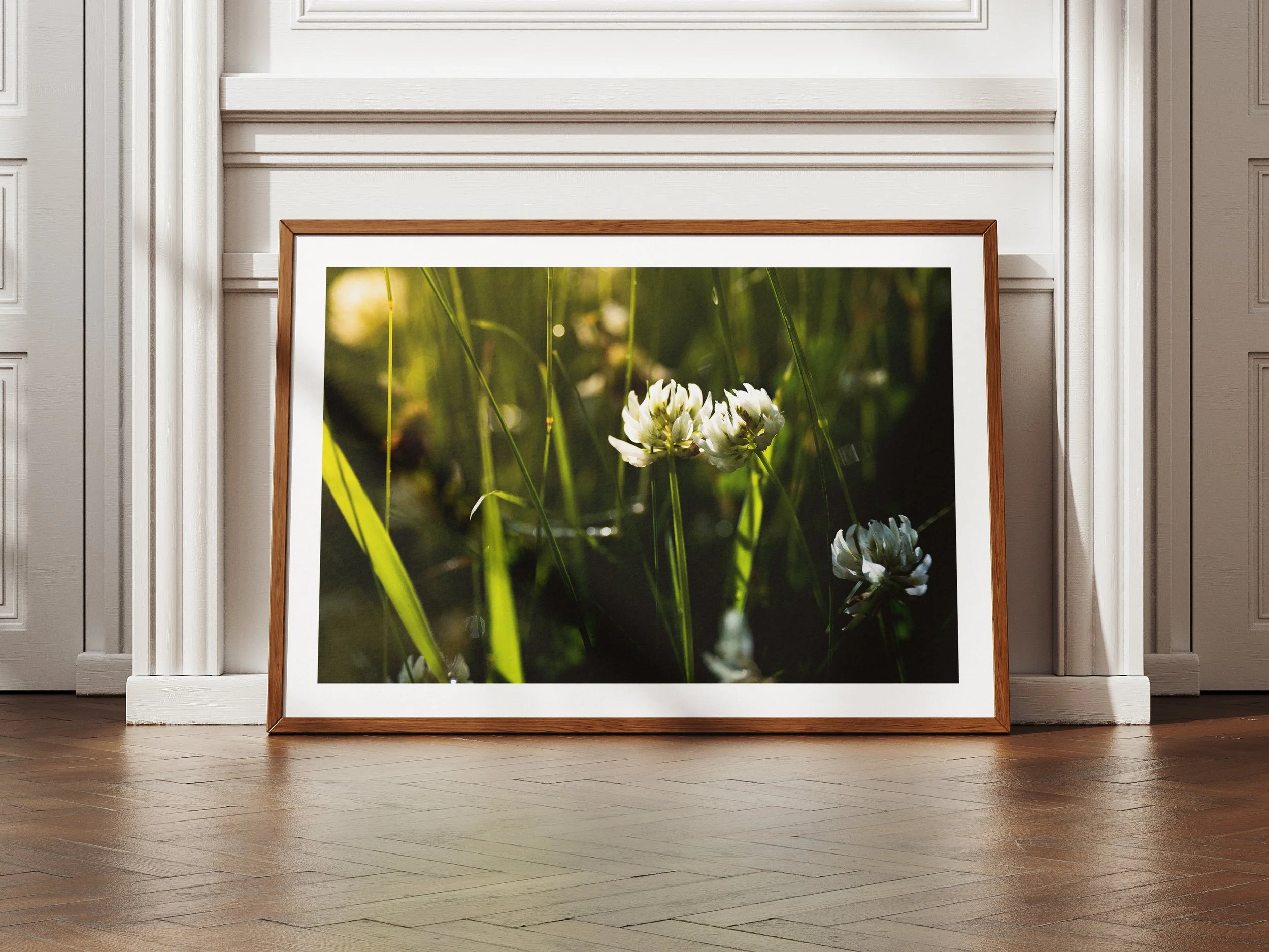 A framed picture of white clover