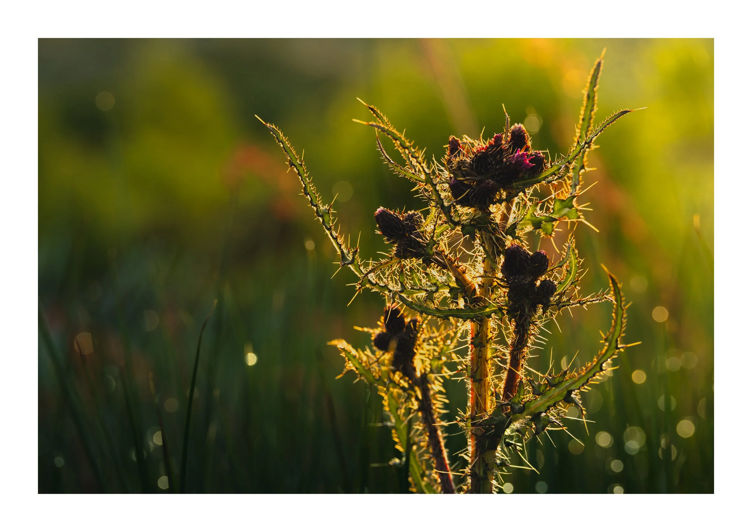 A picture of a thistle