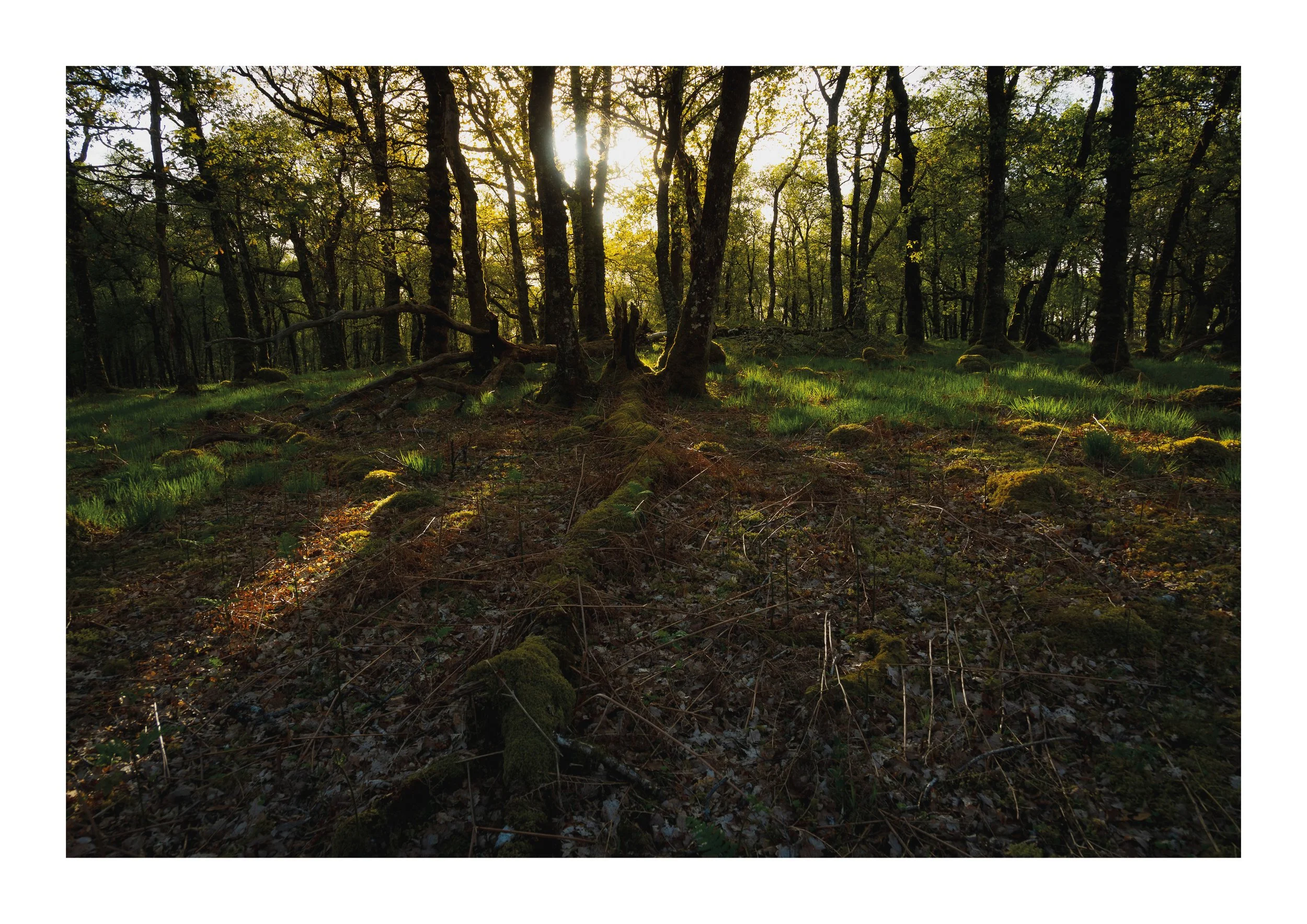 light-through-the-trees-a2-print.jpg