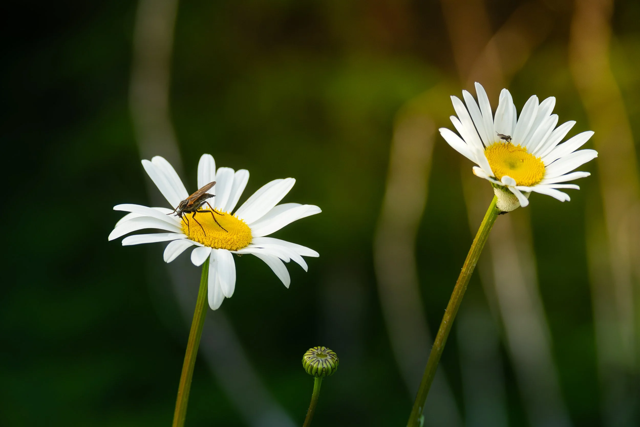 Two white daisies with yellow centers, each with a small insect on top, and a closed bud in the center of the image, against a blurred green background.