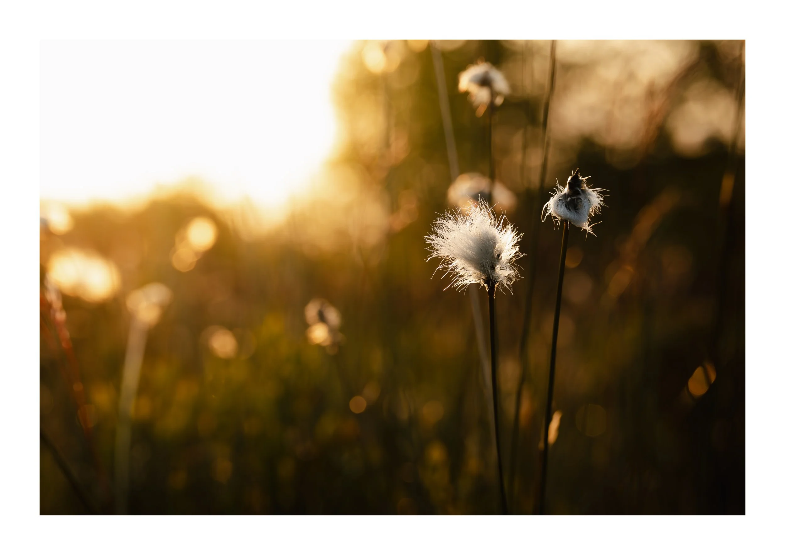 A picture of cotton grass in the morning light