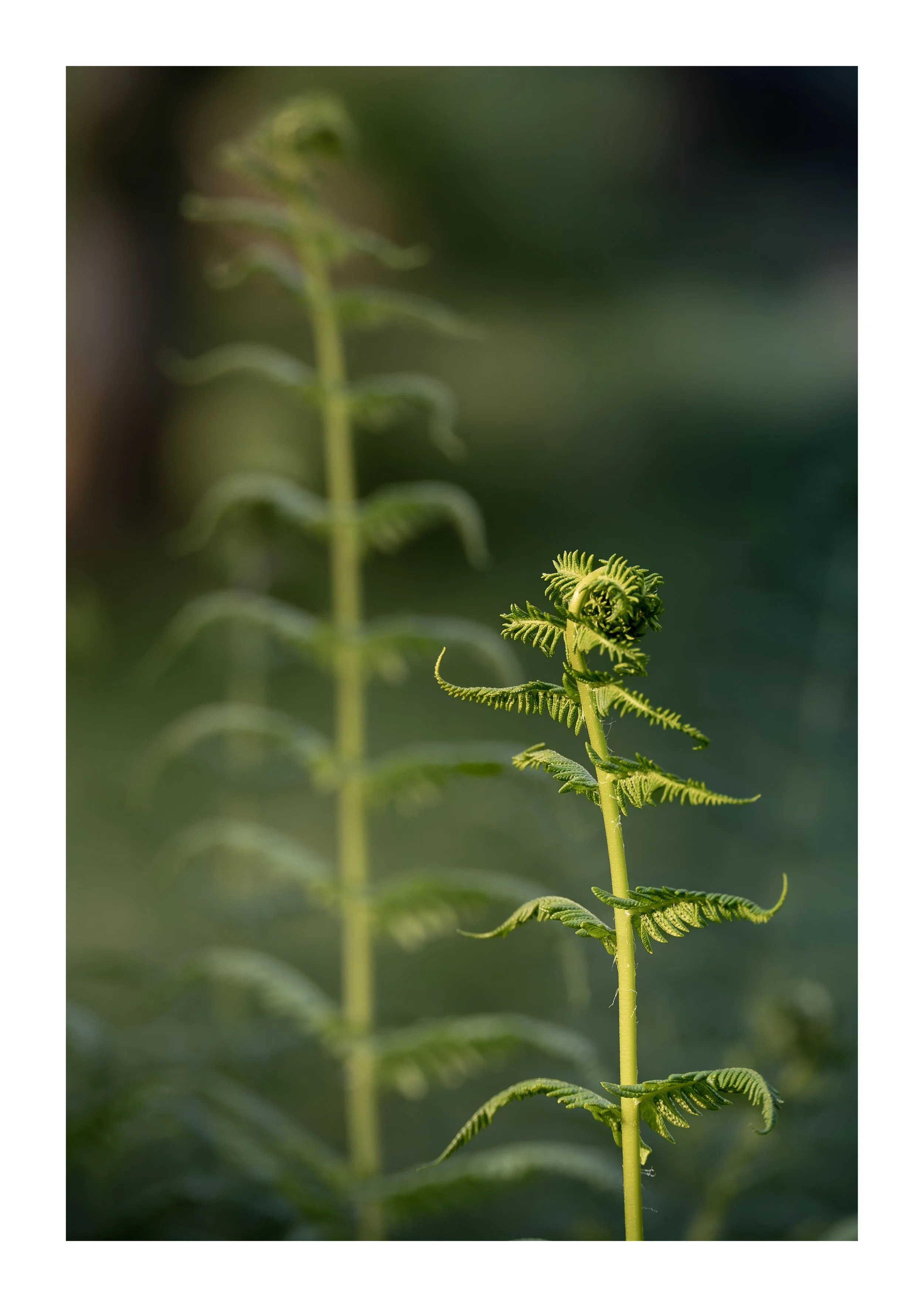 A picture of two symmetrical fern leafs