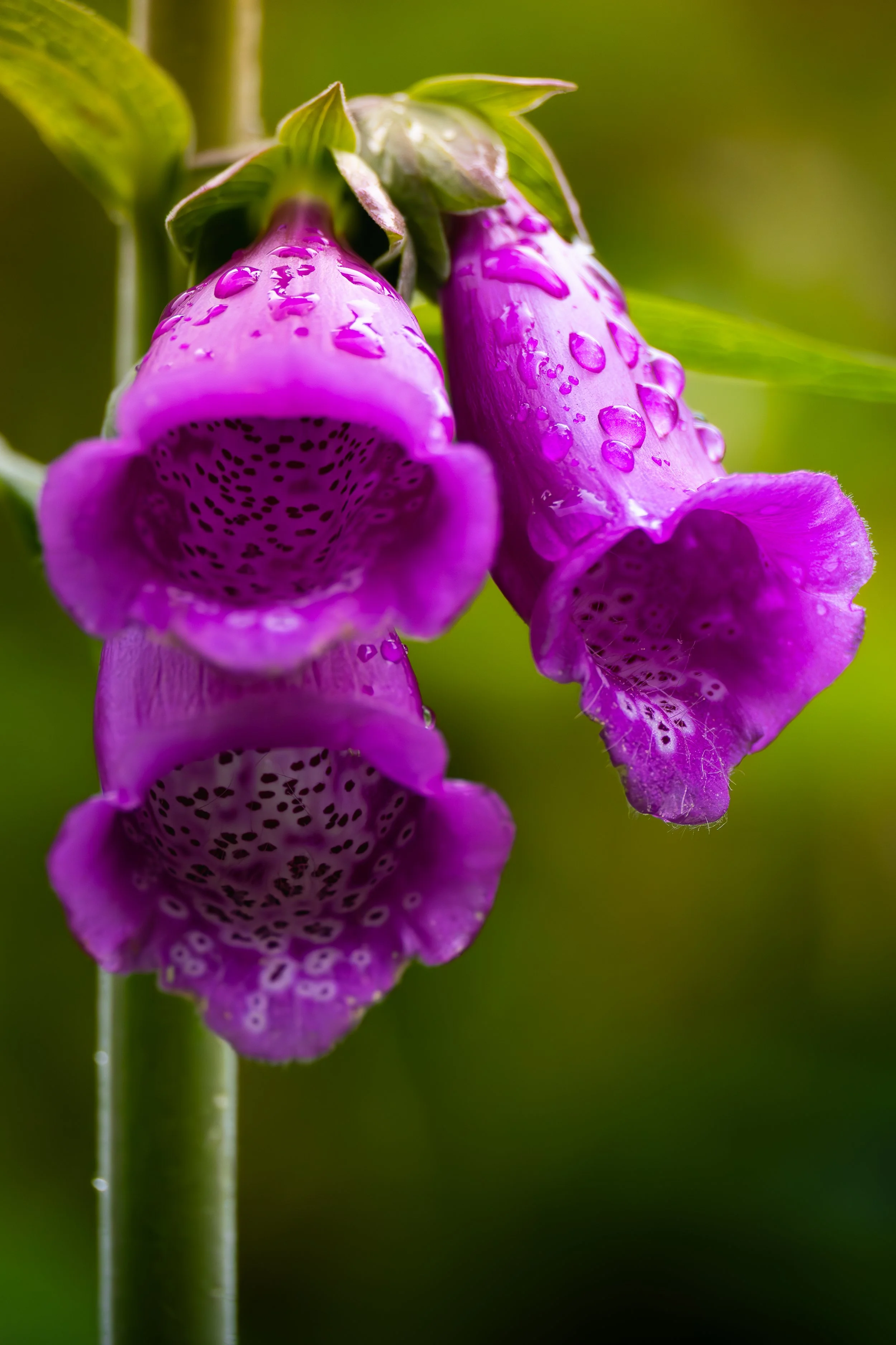 Close-up of purple foxglove flowers with water droplets on their petals, against a blurred green background.
