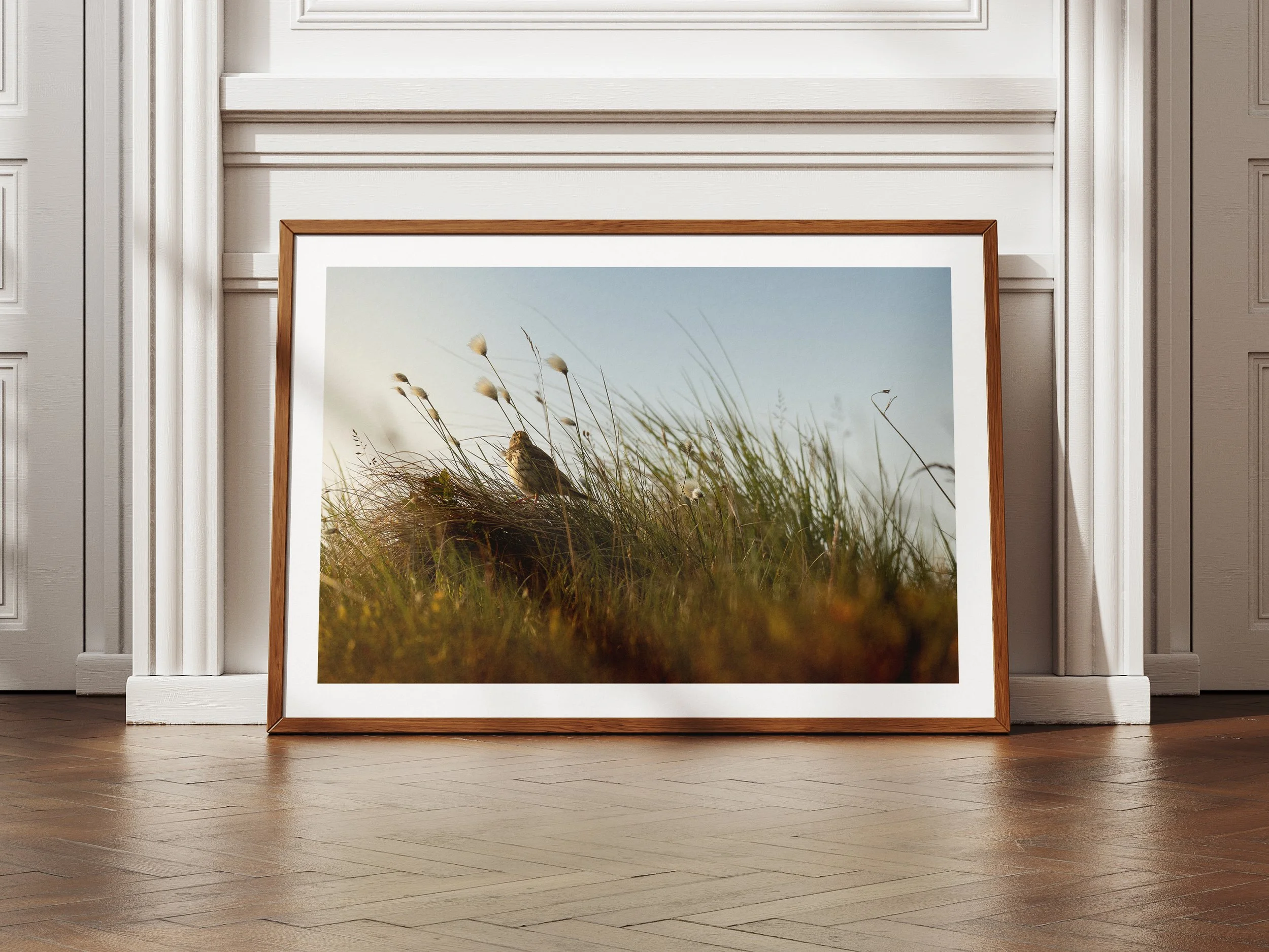 A framed picture of a meadow pipit amongst cotton grass